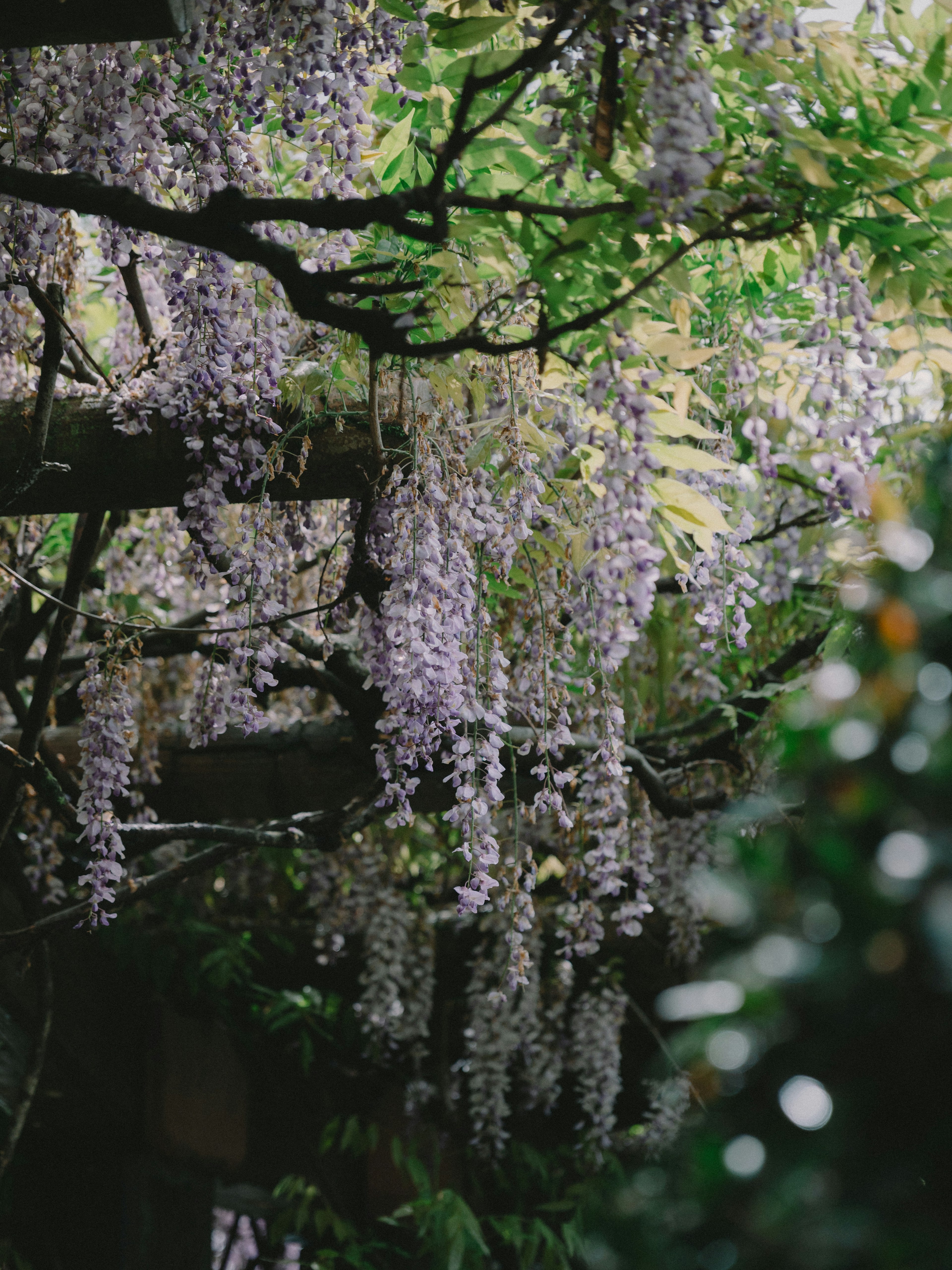 Purple flowers hanging from wisteria branches