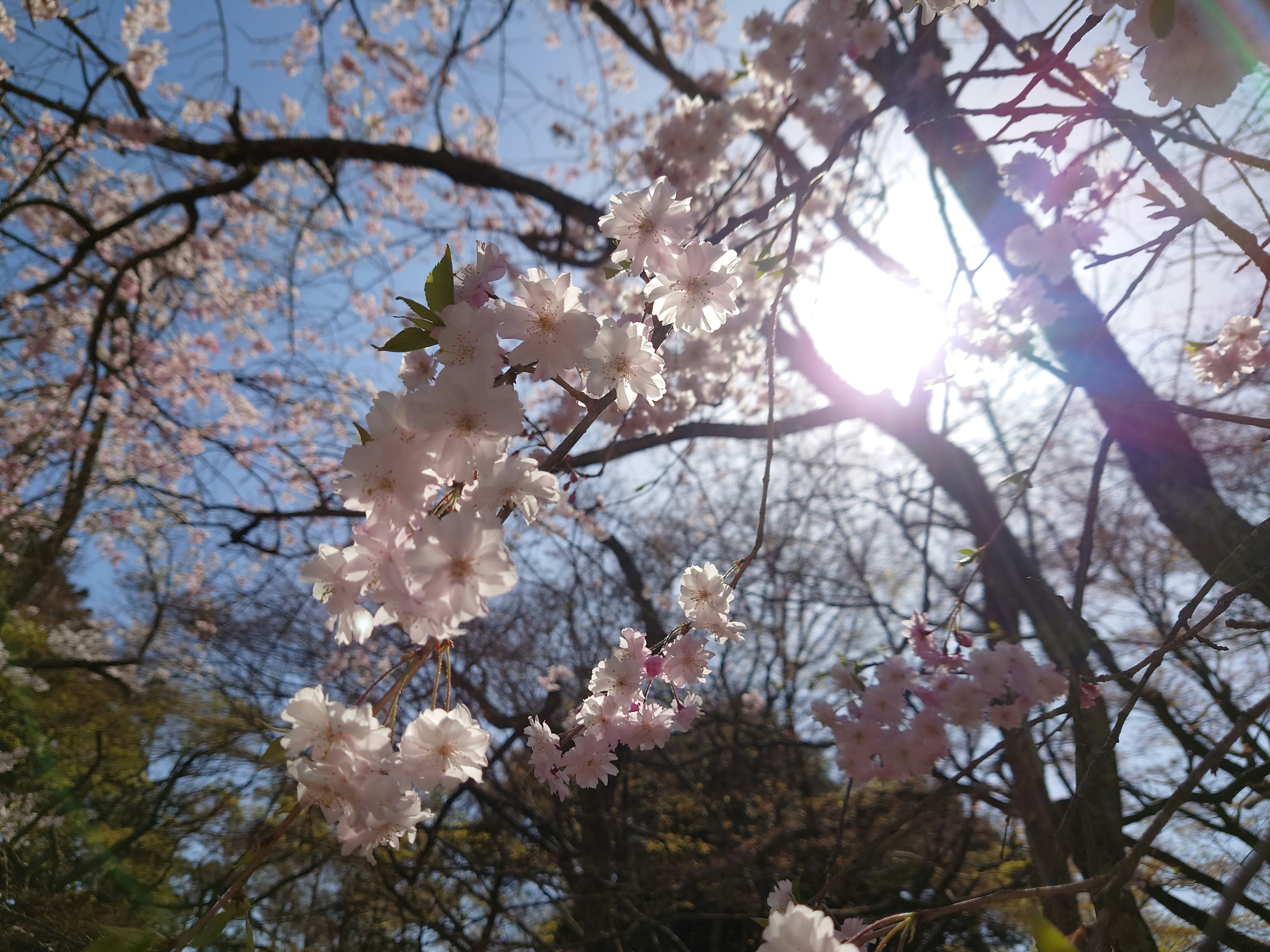 Fiori di ciliegio in piena fioritura sotto un cielo blu brillante con luce solare