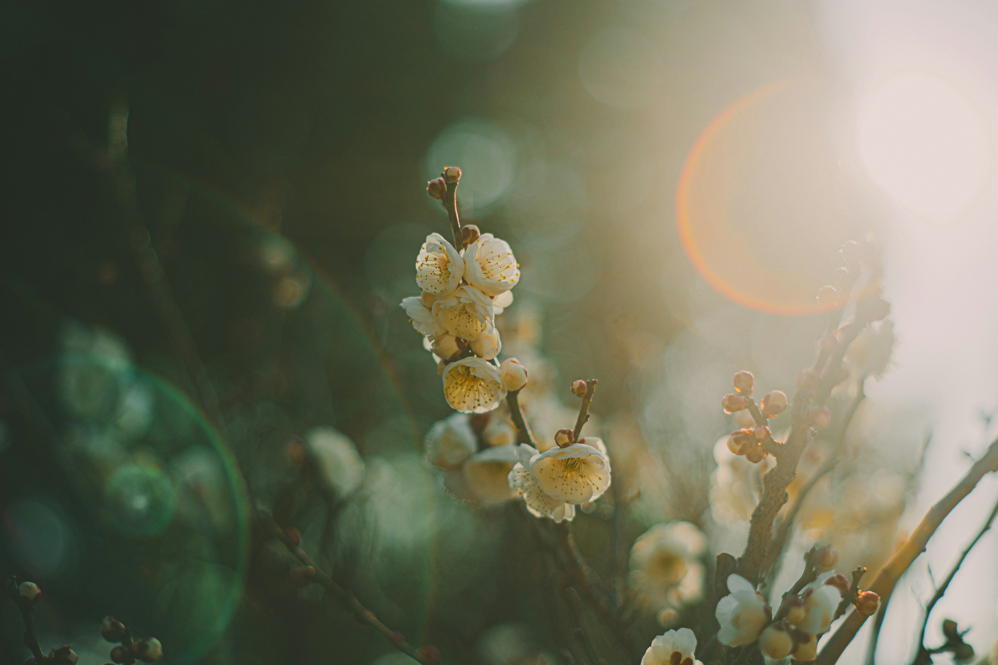 Hermosa escena natural con botones de flores amarillas brillando contra un fondo verde