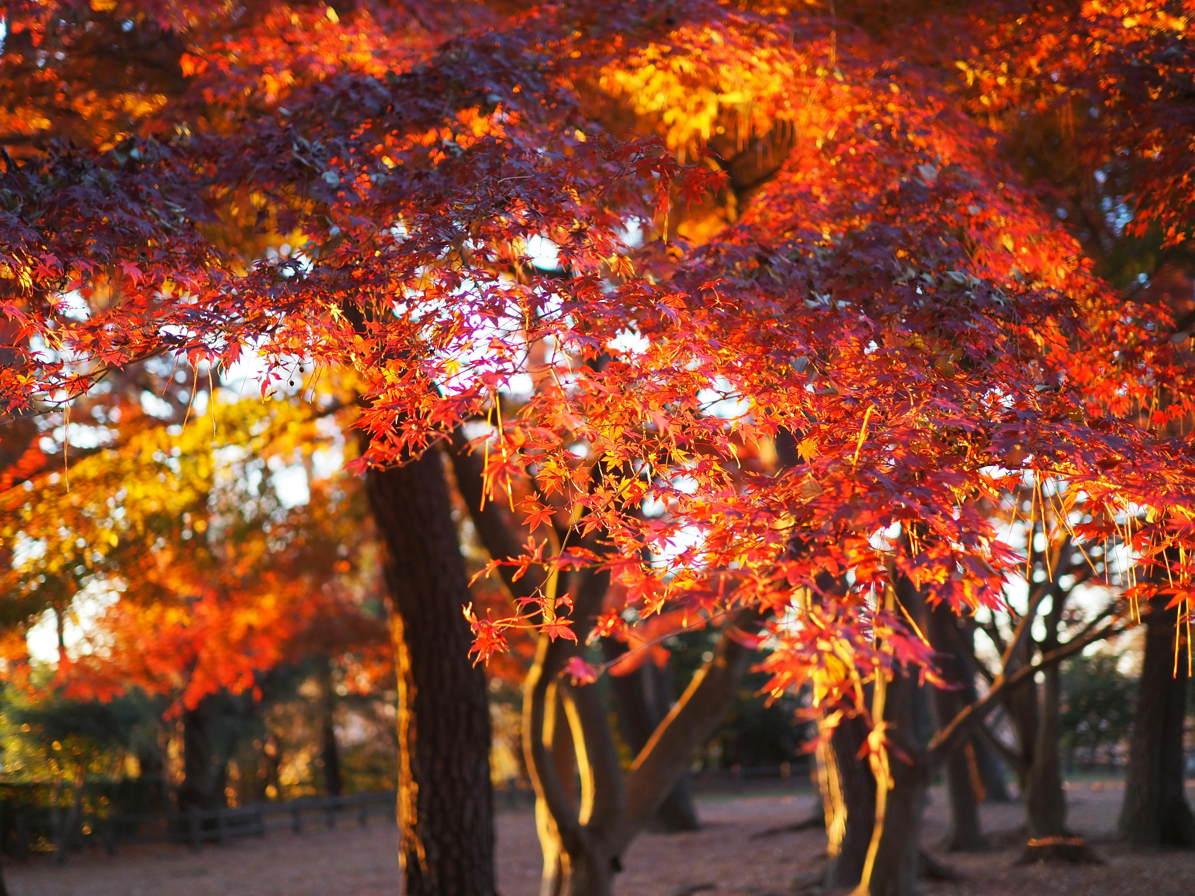 赤やオレンジの紅葉が美しい秋の風景