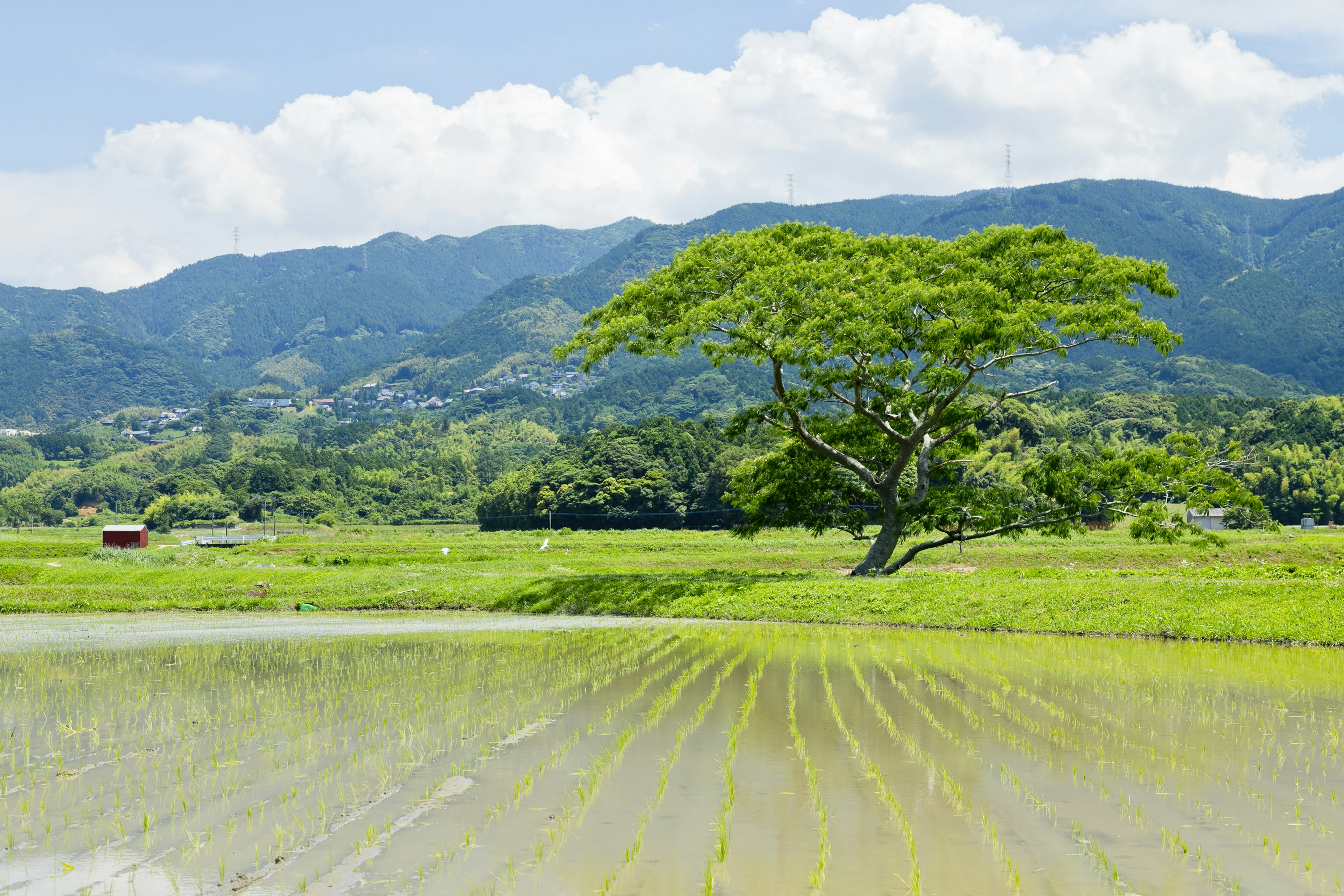 Pemandangan sawah subur dengan pohon besar