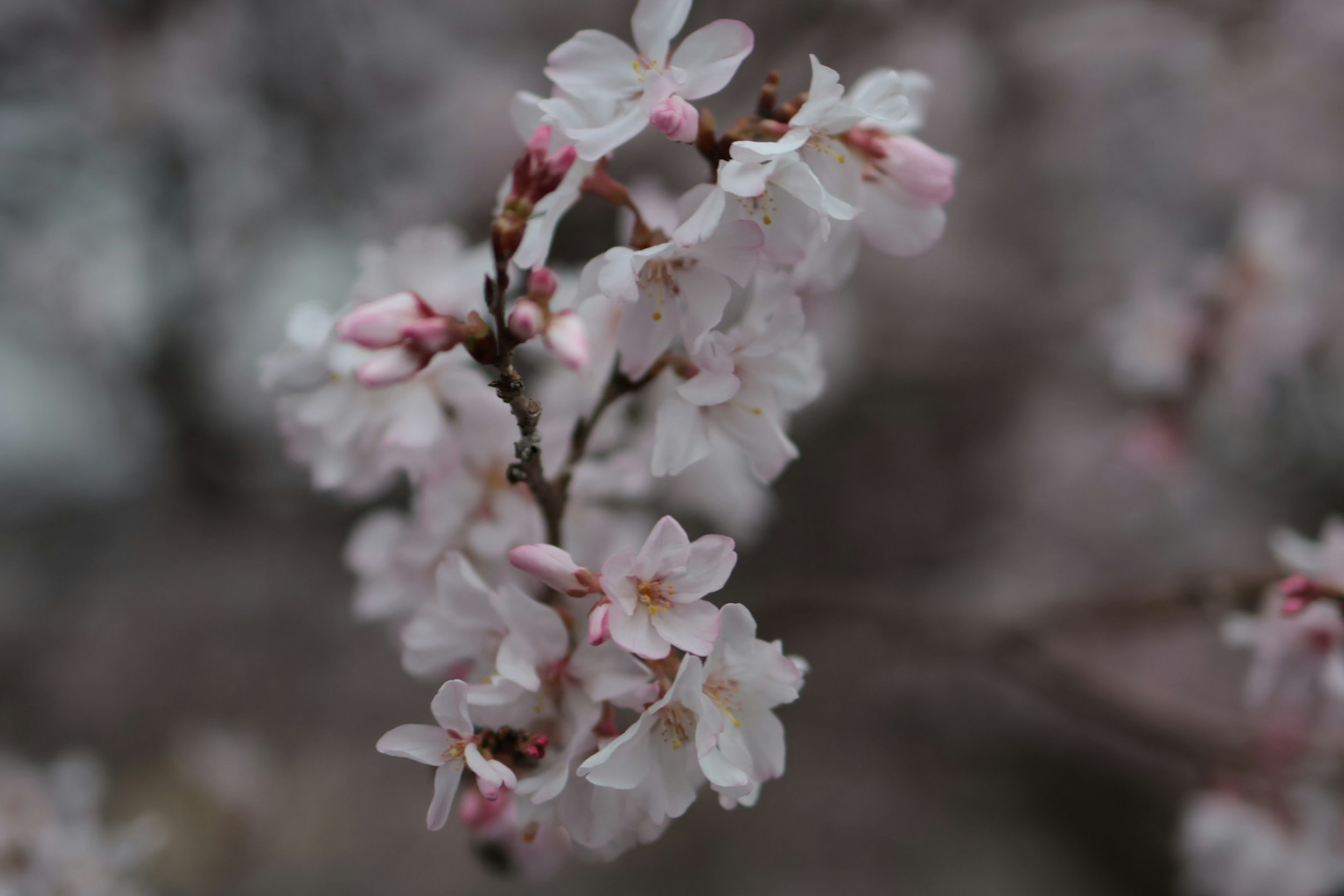 Acercamiento de flores de cerezo en una rama