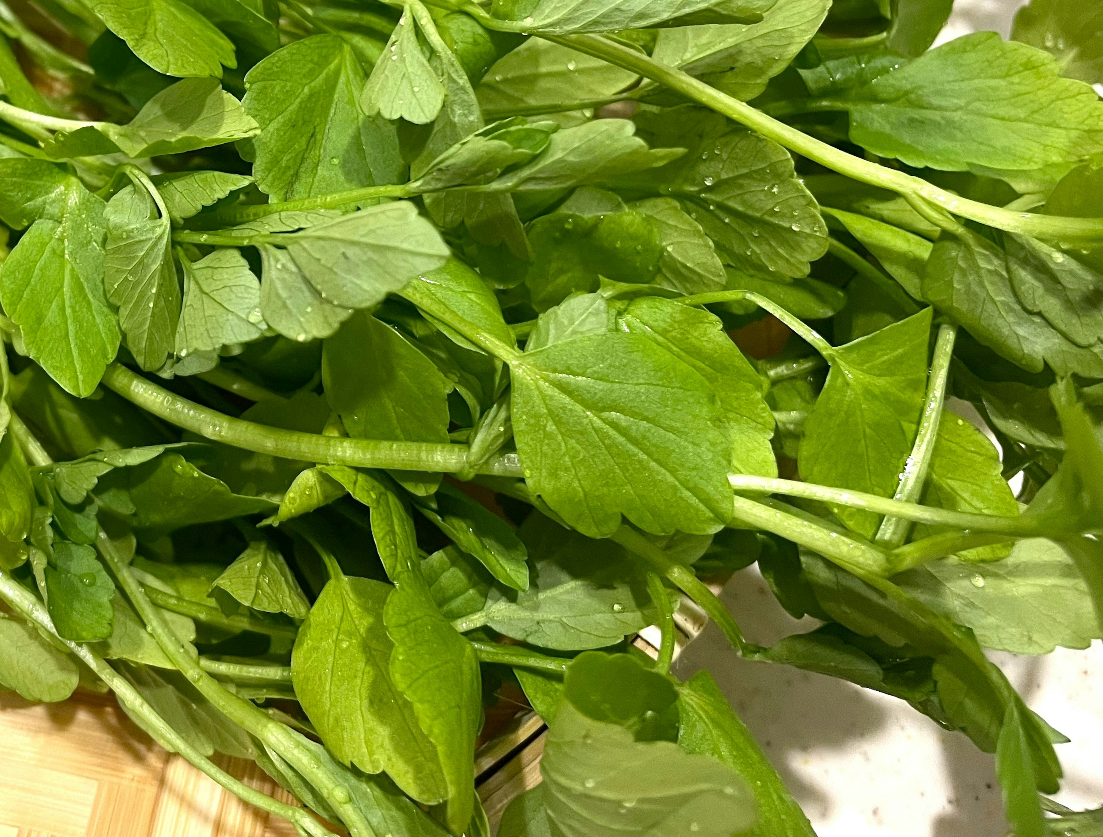 A bundle of green leafy herbs