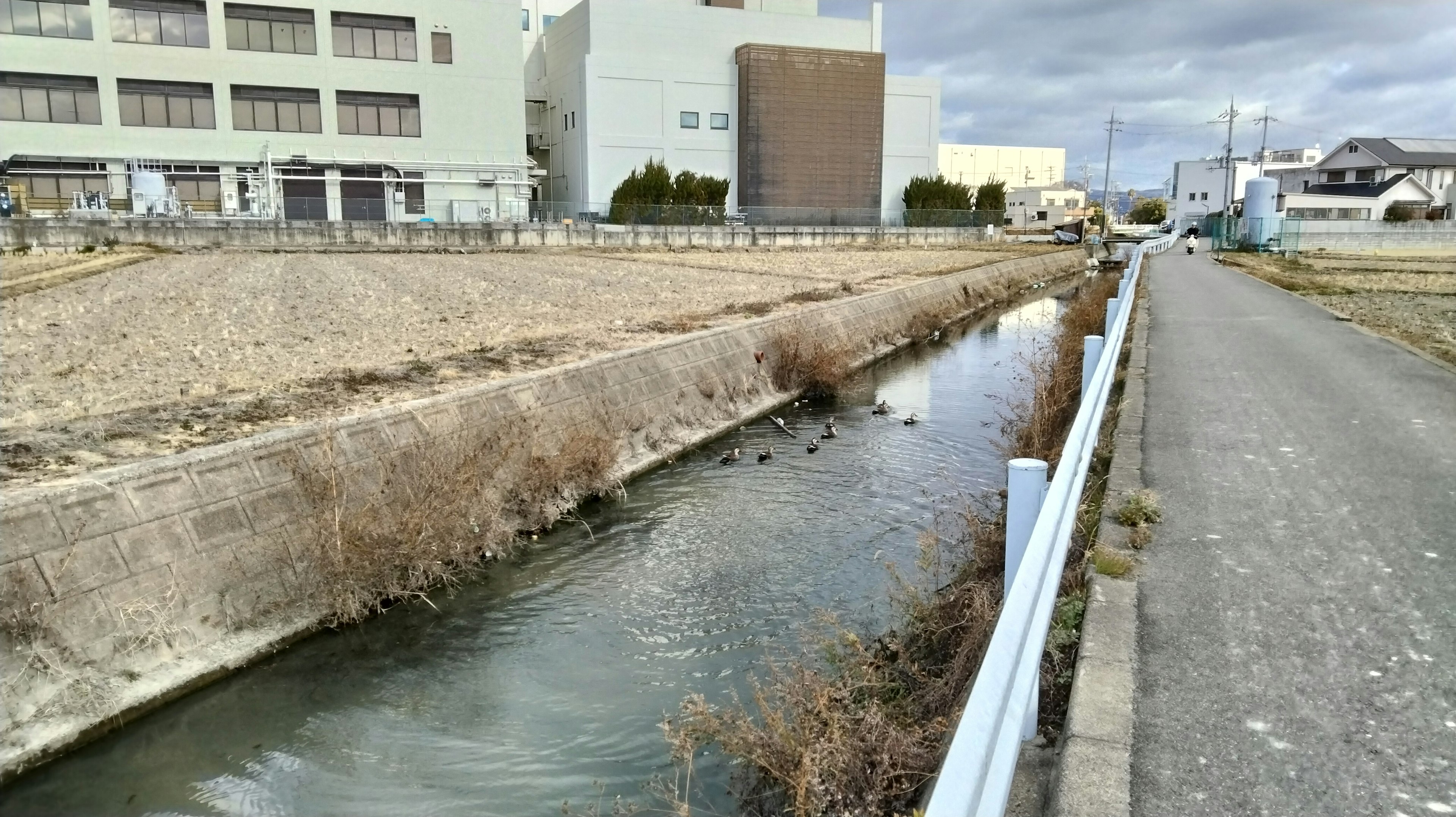 狹窄溪流和荒地旁的道路景觀