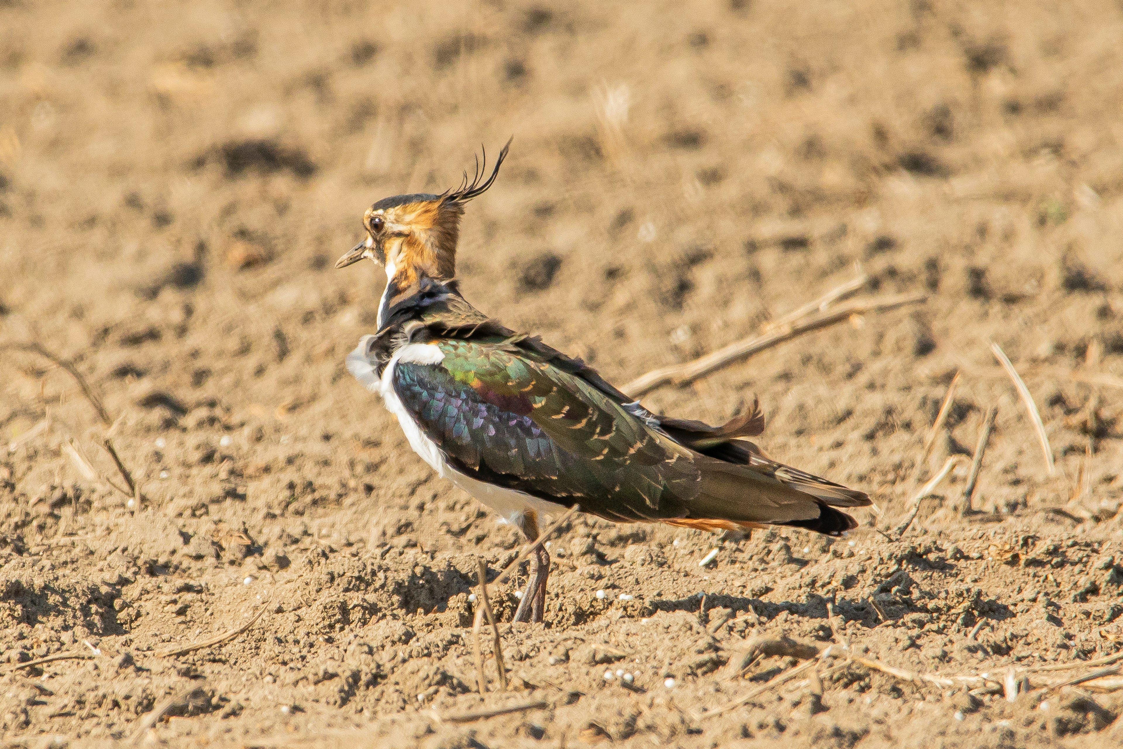 Un pájaro que se asemeja a un avefría con plumaje colorido de pie sobre suelo seco