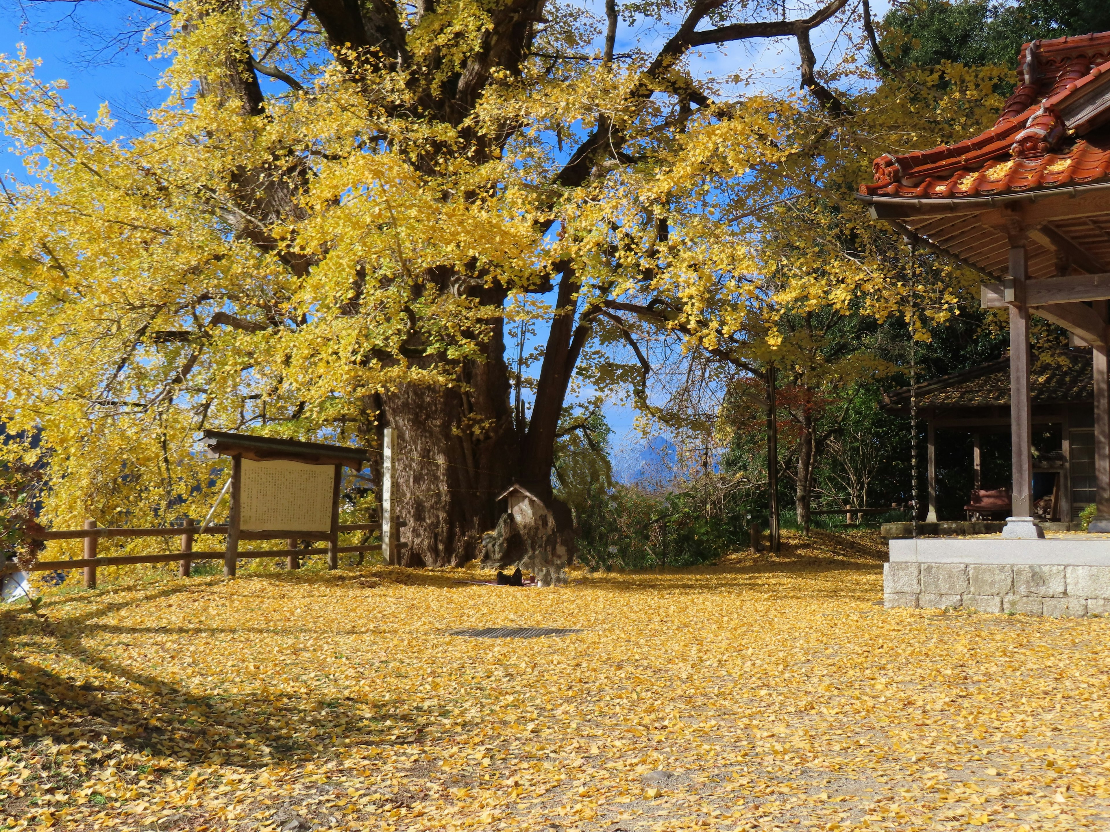 Magnifique arbre de ginkgo en automne avec des feuilles jaunes couvrant le sol