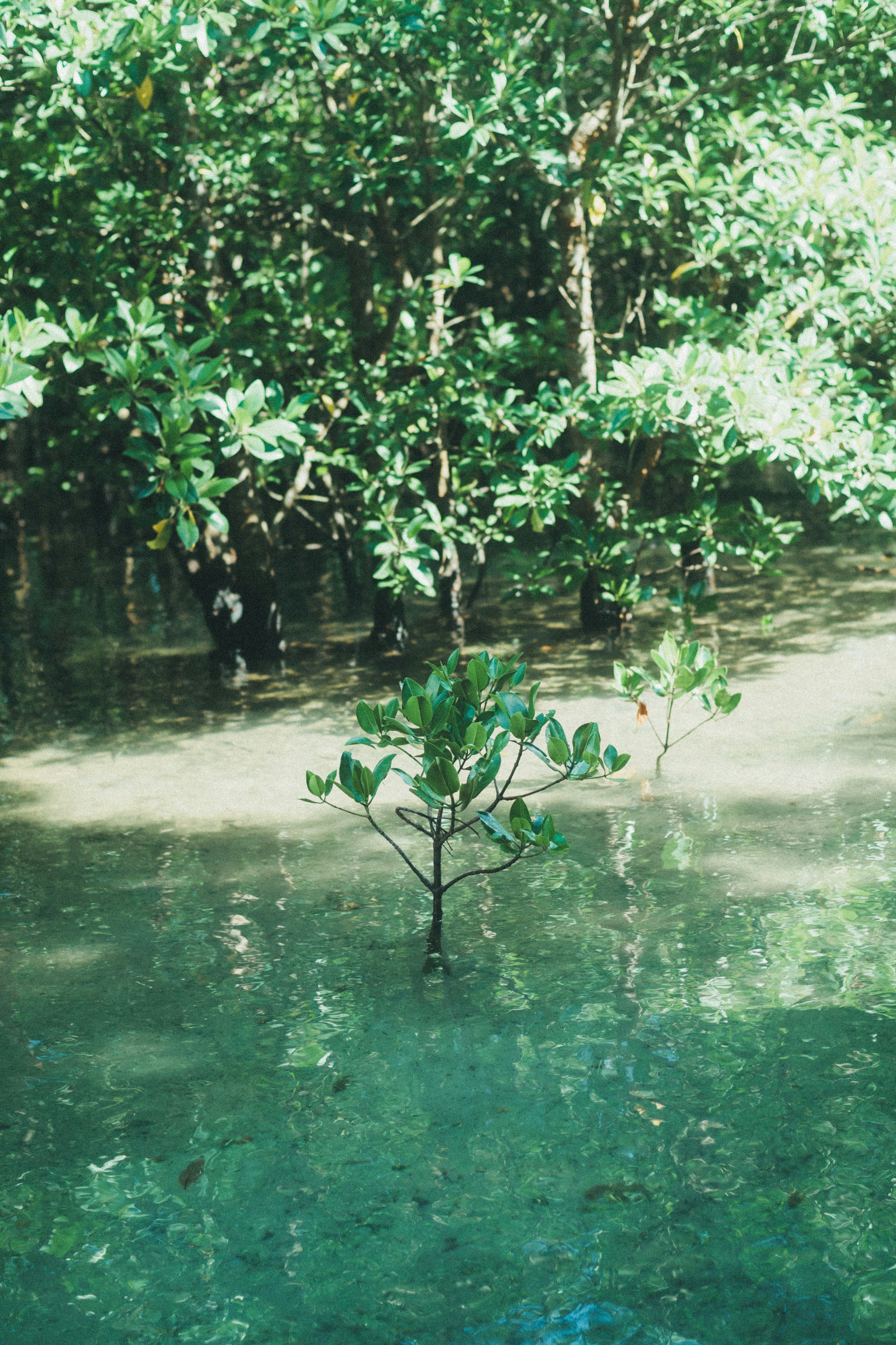 Mangrovenbaum im flachen Wasser umgeben von üppigem Grün