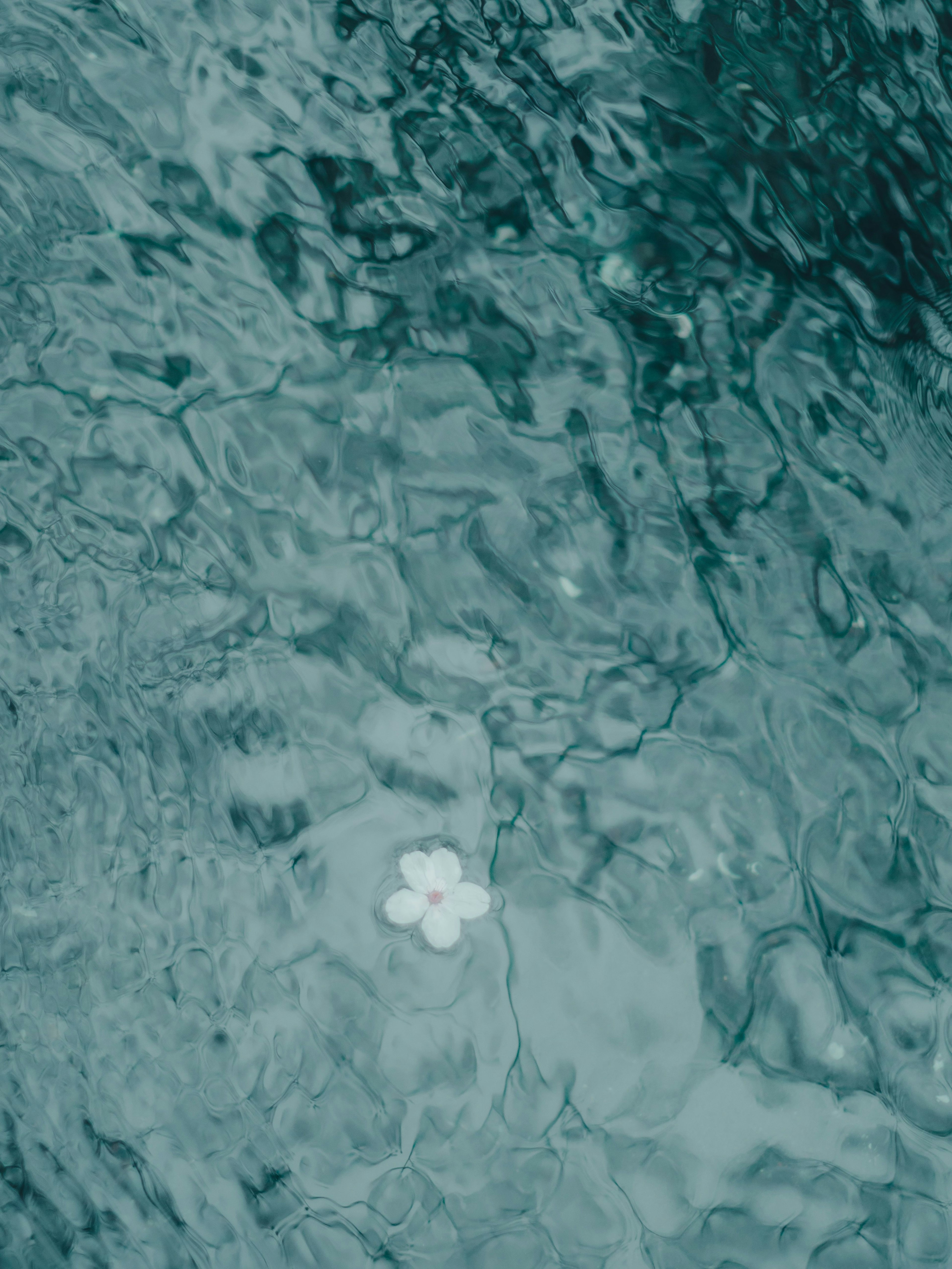 水面に浮かぶ白い花びらと青い水の模様