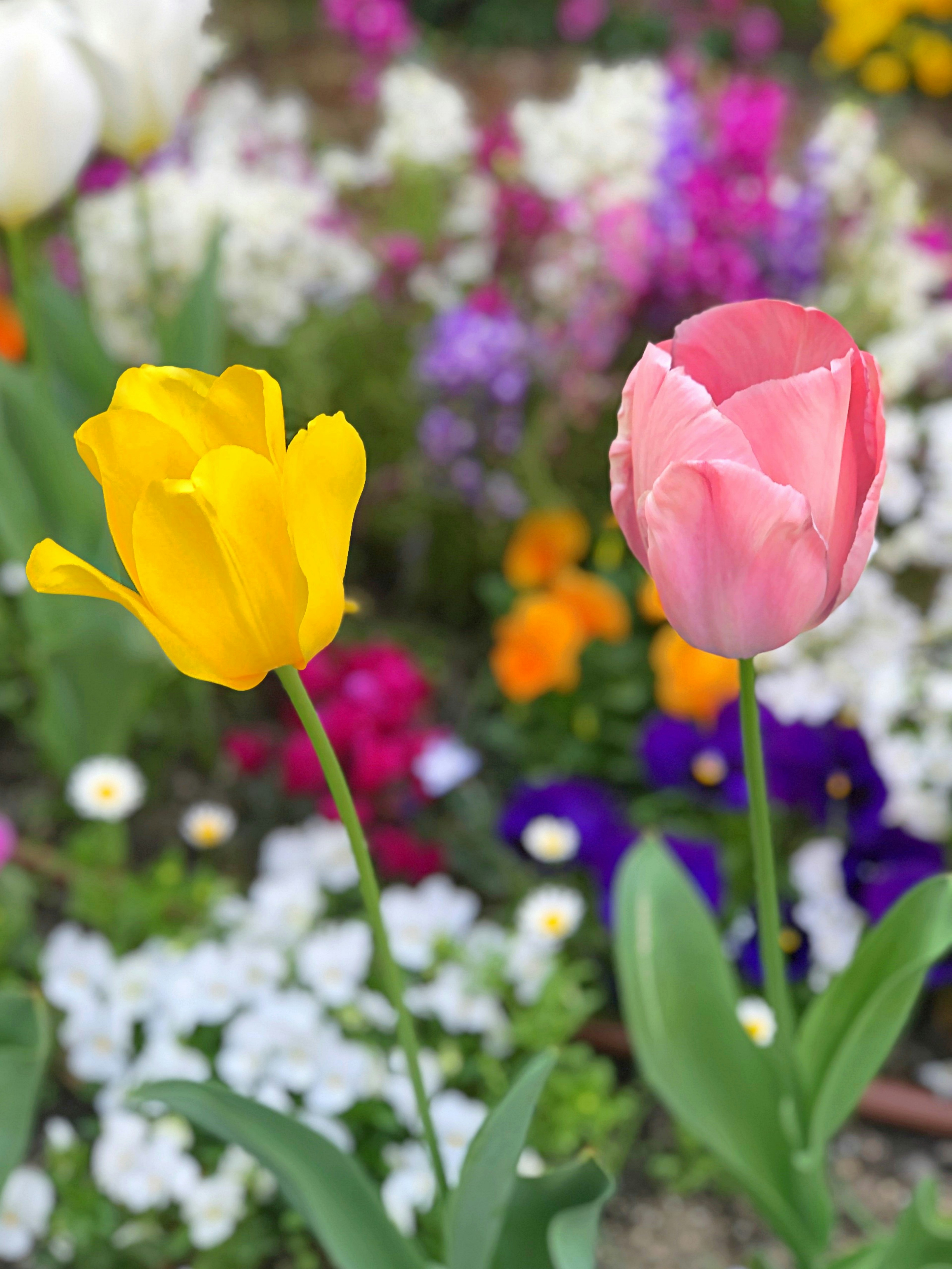 Tulip kuning dan merah muda mekar di taman bunga berwarna-warni