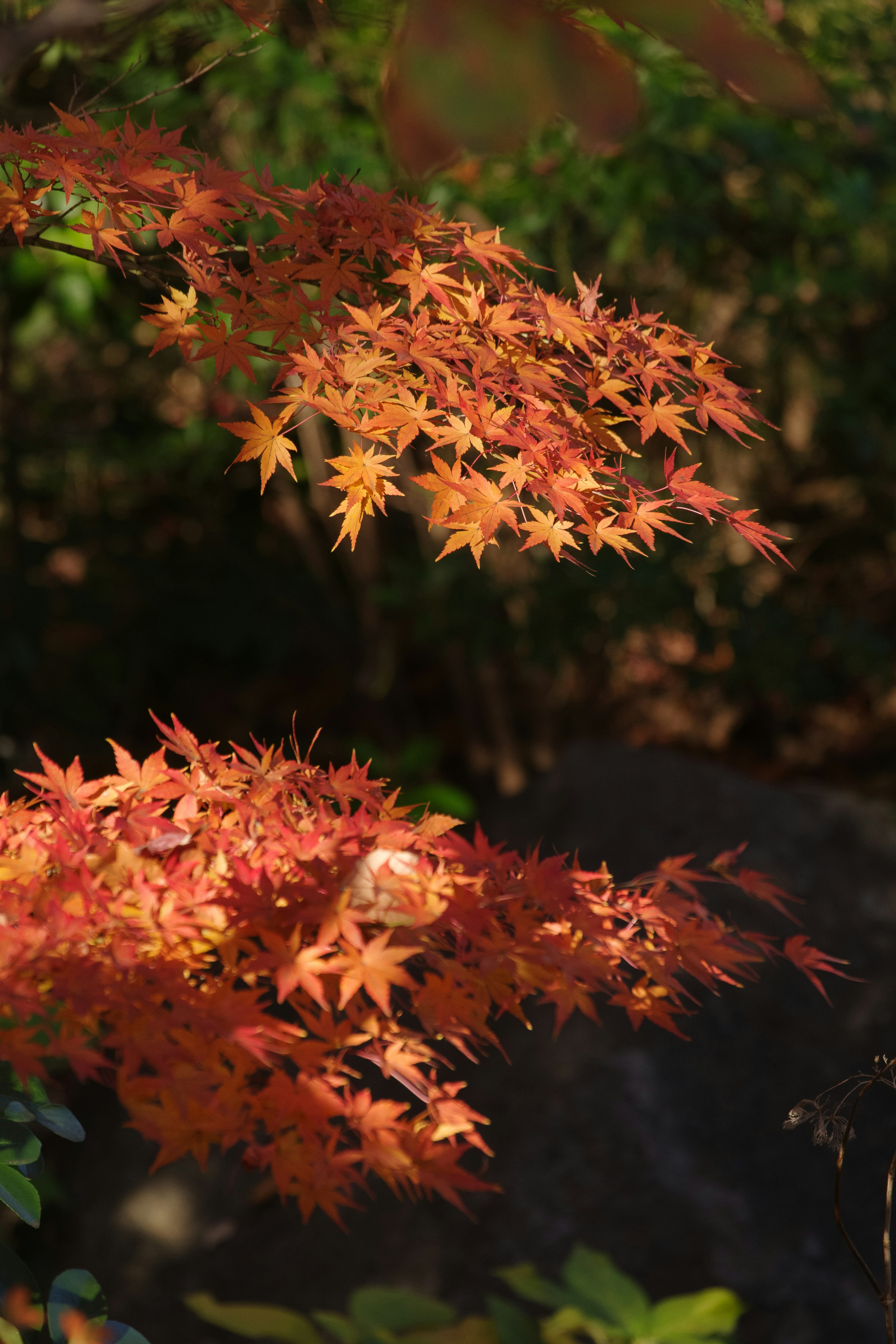 Foglie di acero rosse e arancioni vibranti su rami in autunno