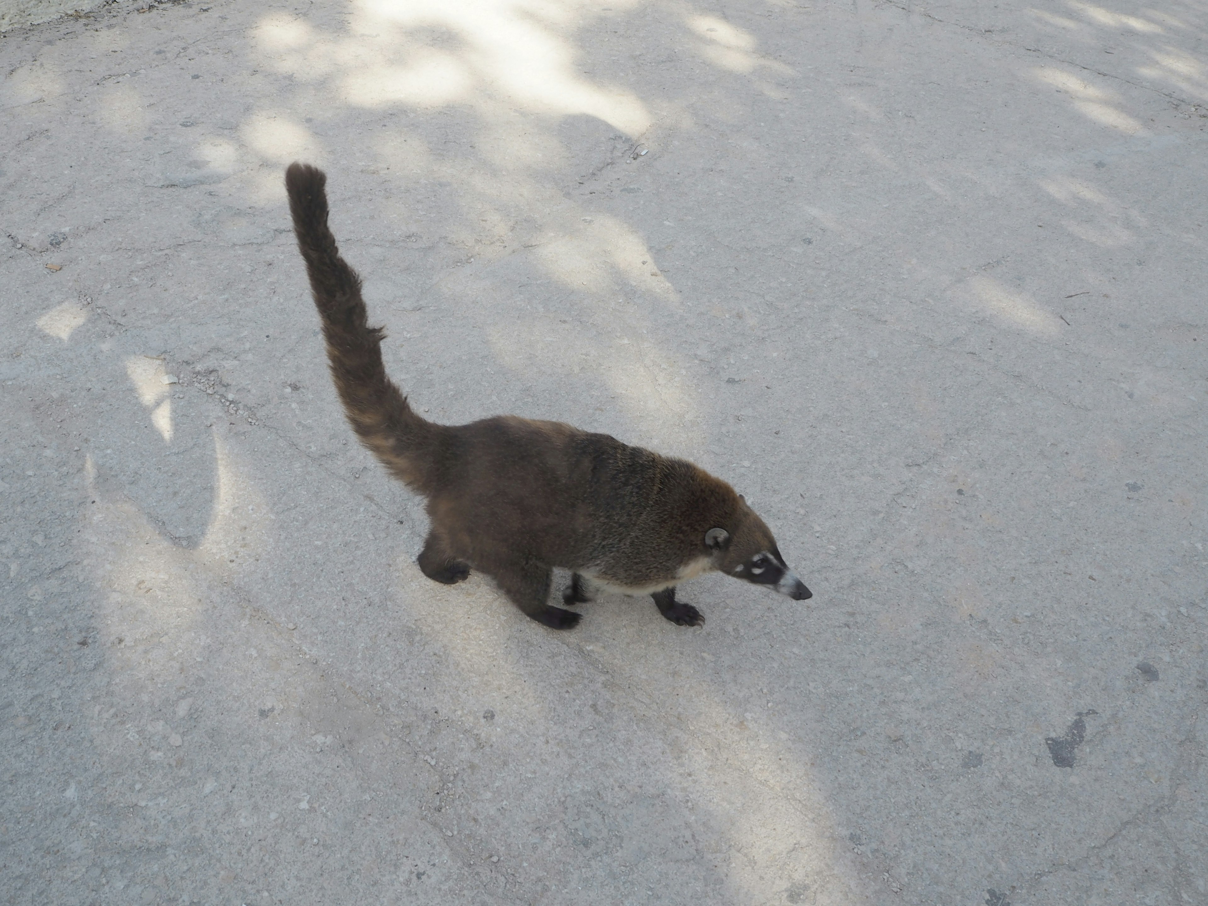 Seekor coati berjalan di tanah dengan bulu coklat dan ekor panjang