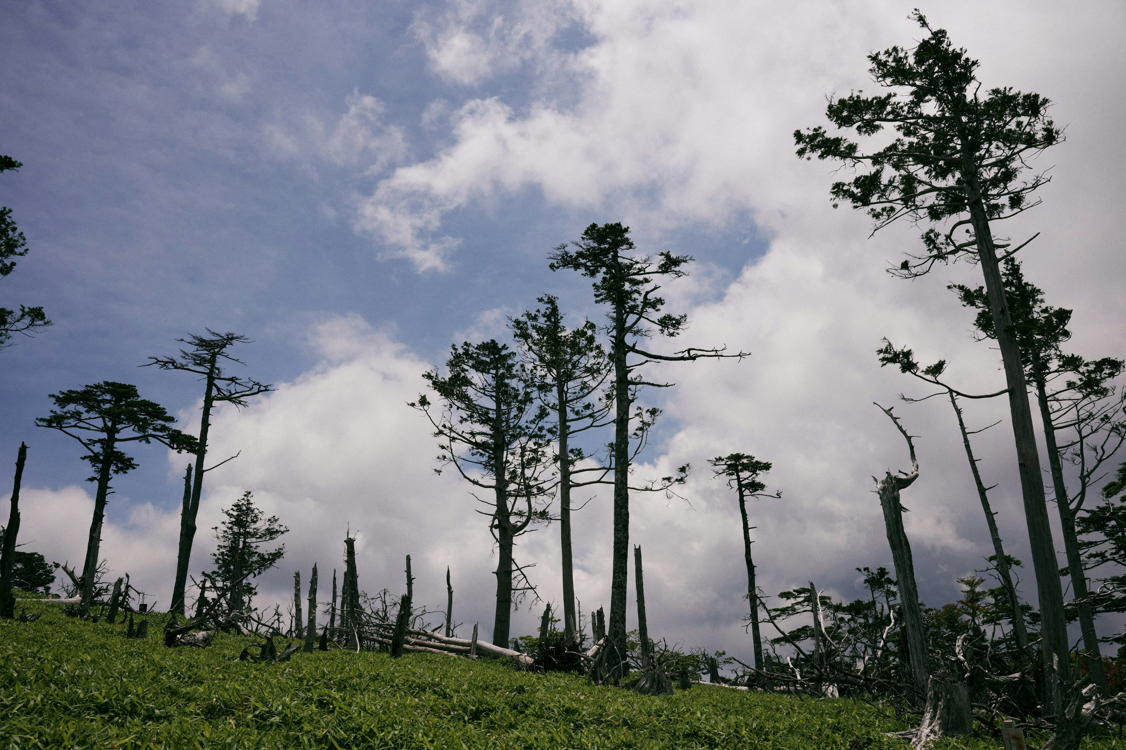 Silhouette di alberi alti contro un cielo blu con nuvole bianche