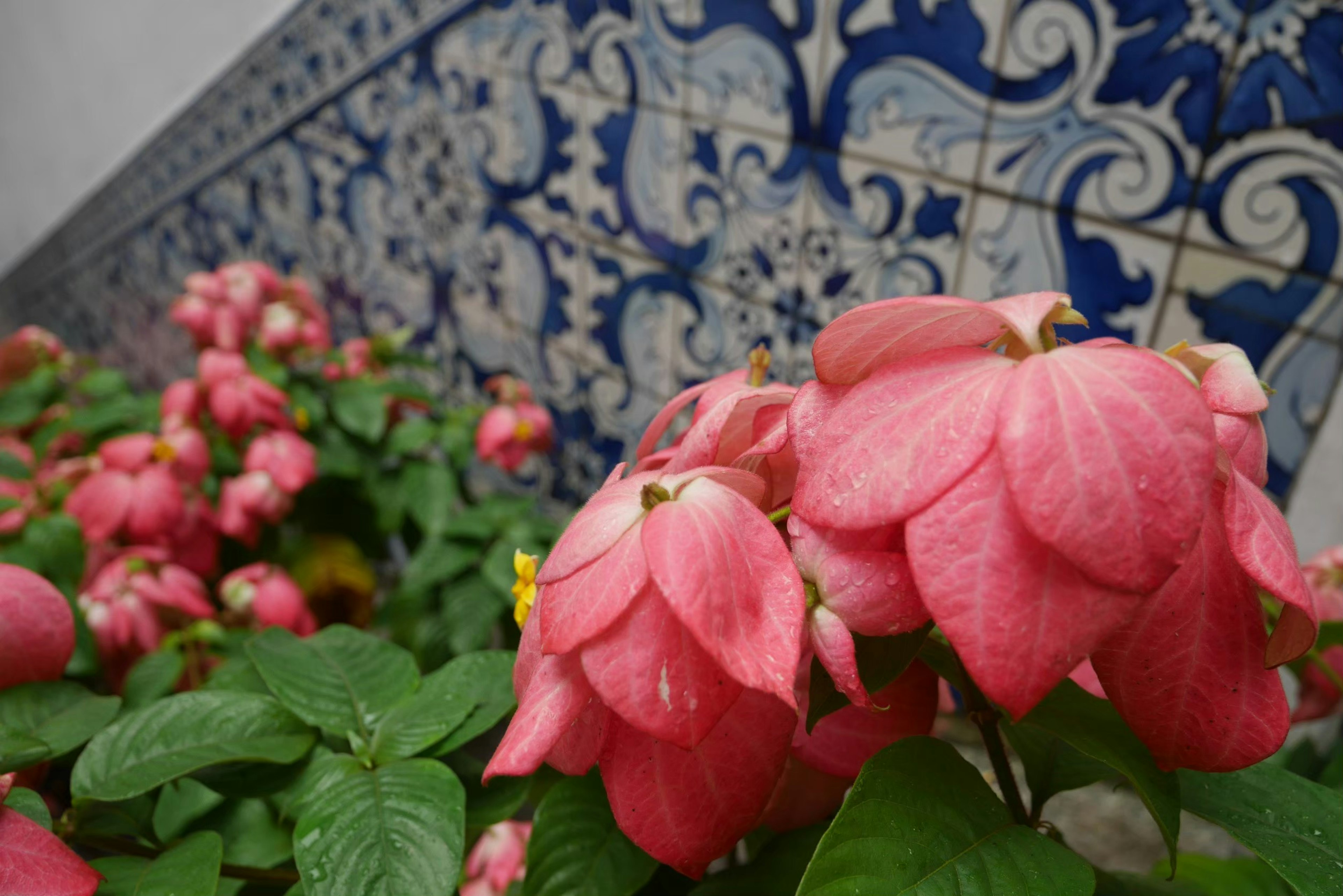 ピンクの花と青いタイルの背景が特徴の美しい風景