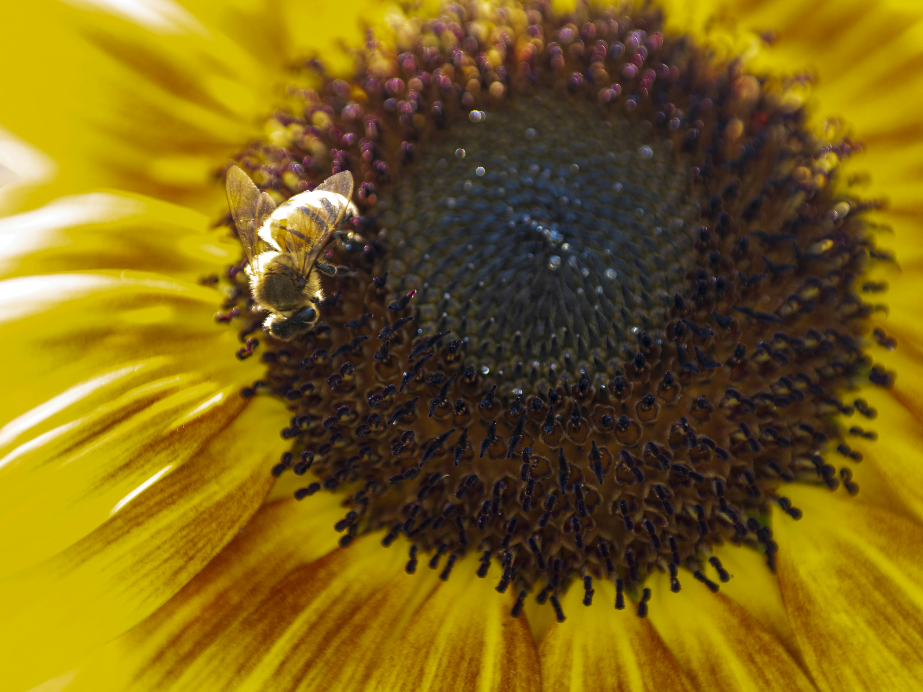 Close-up photo of a bee on a sunflower