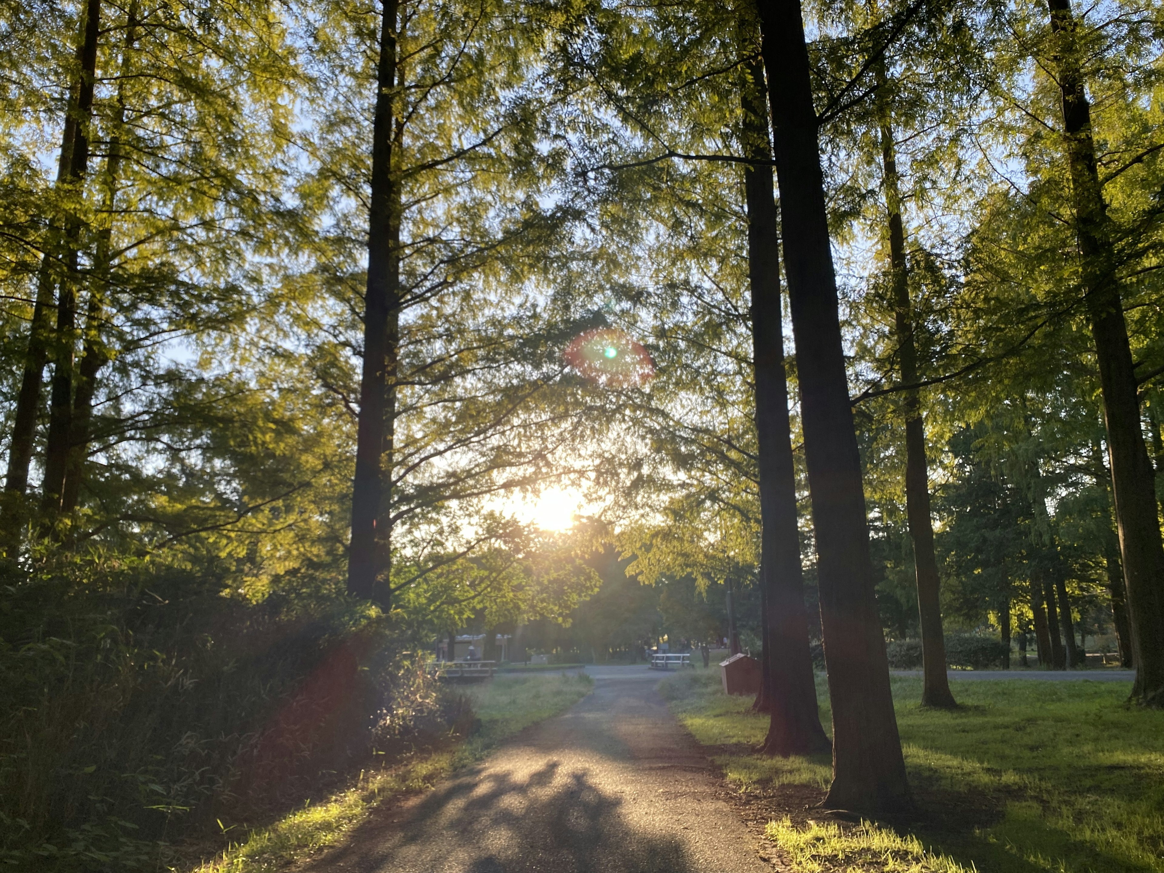 Luce del sole che filtra tra gli alberi illuminando un sentiero tranquillo