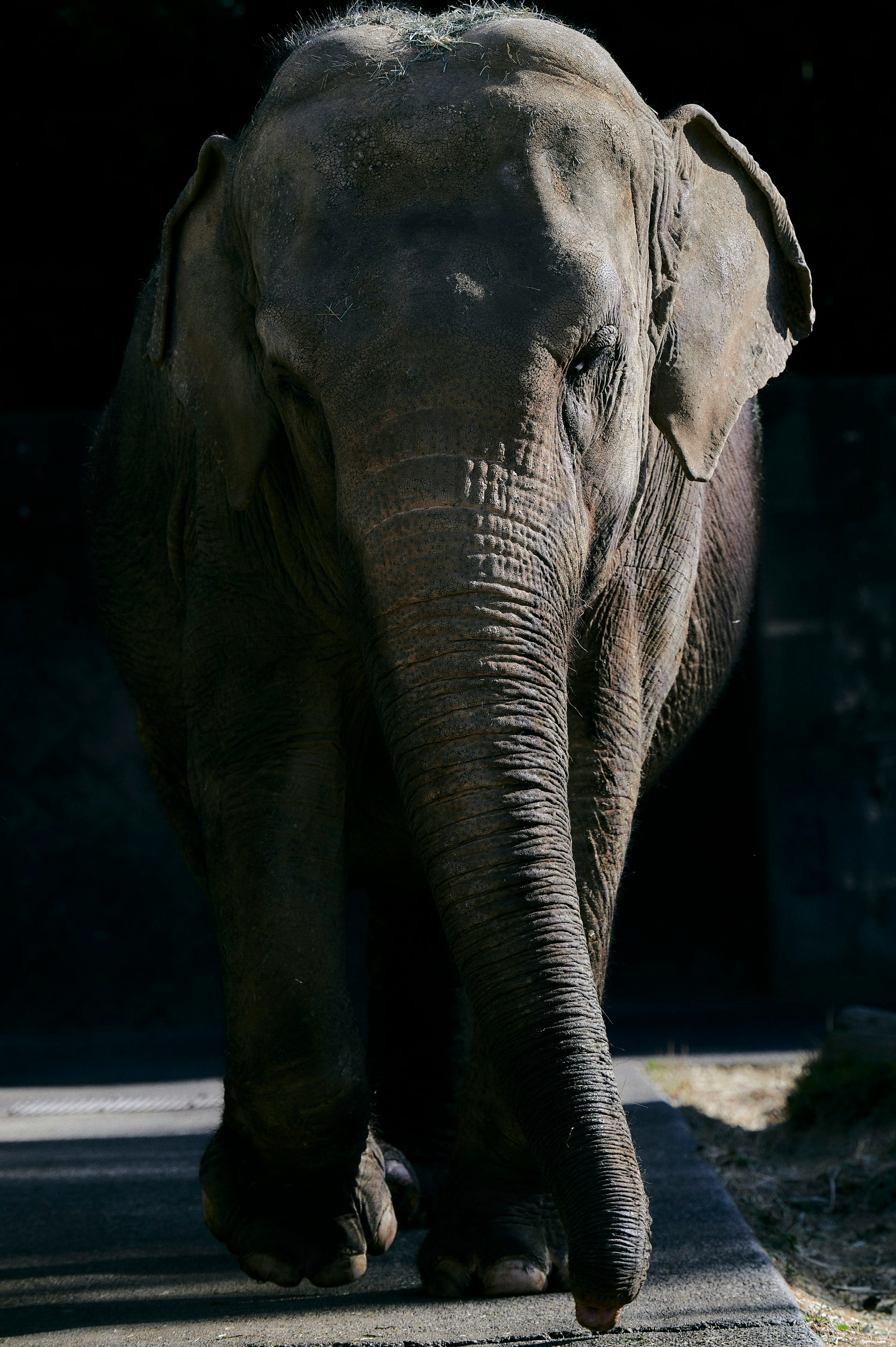 Gambar seekor gajah berjalan menuju pemirsa