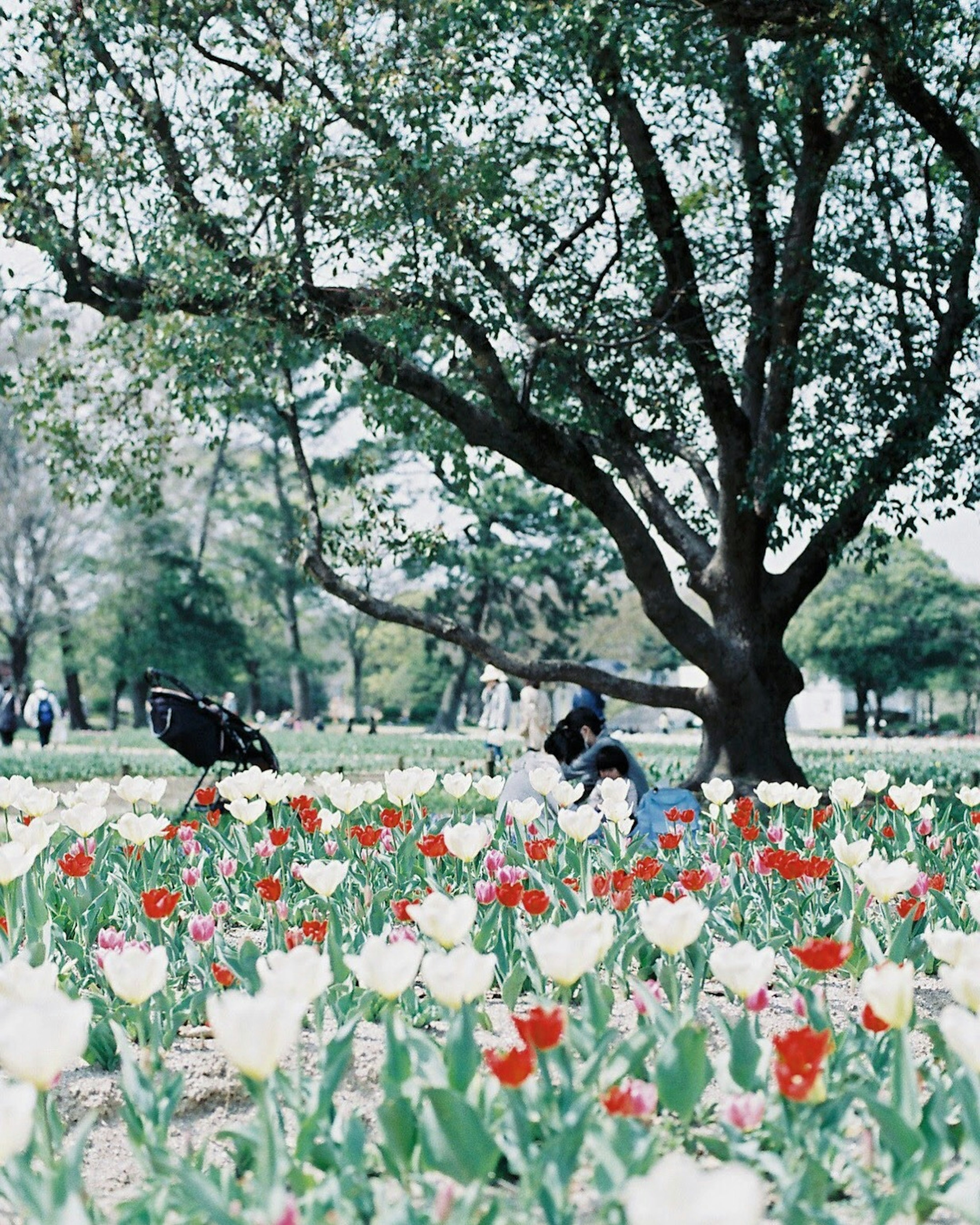 Menschen entspannen sich in einem Park unter einem grünen Baum umgeben von roten und weißen Tulpen