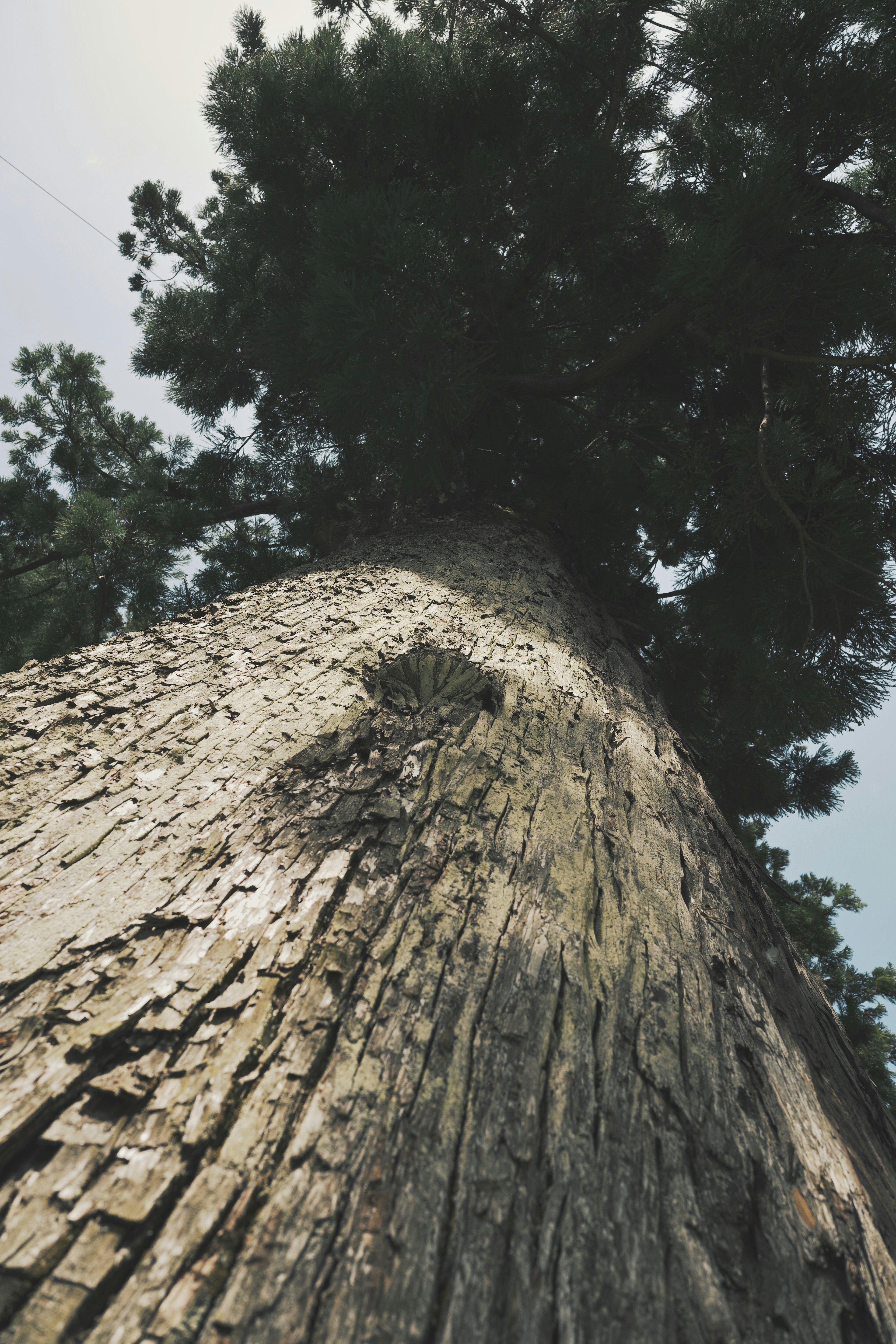 Photo of a tree trunk viewed from below showcasing a thick trunk and green leaves