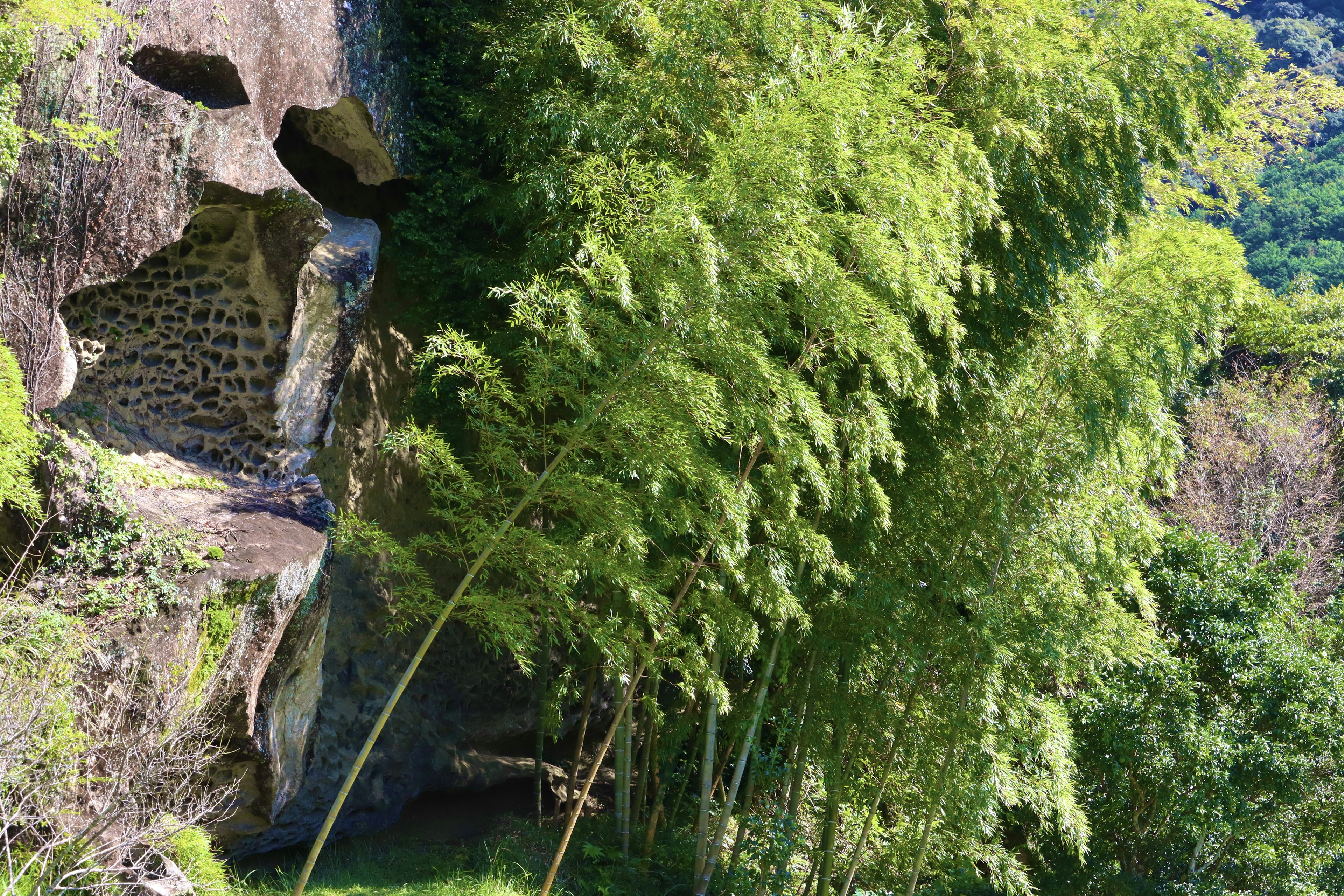 Paisaje de bambú exuberante y rocoso con bambú denso creciendo junto a una superficie rocosa