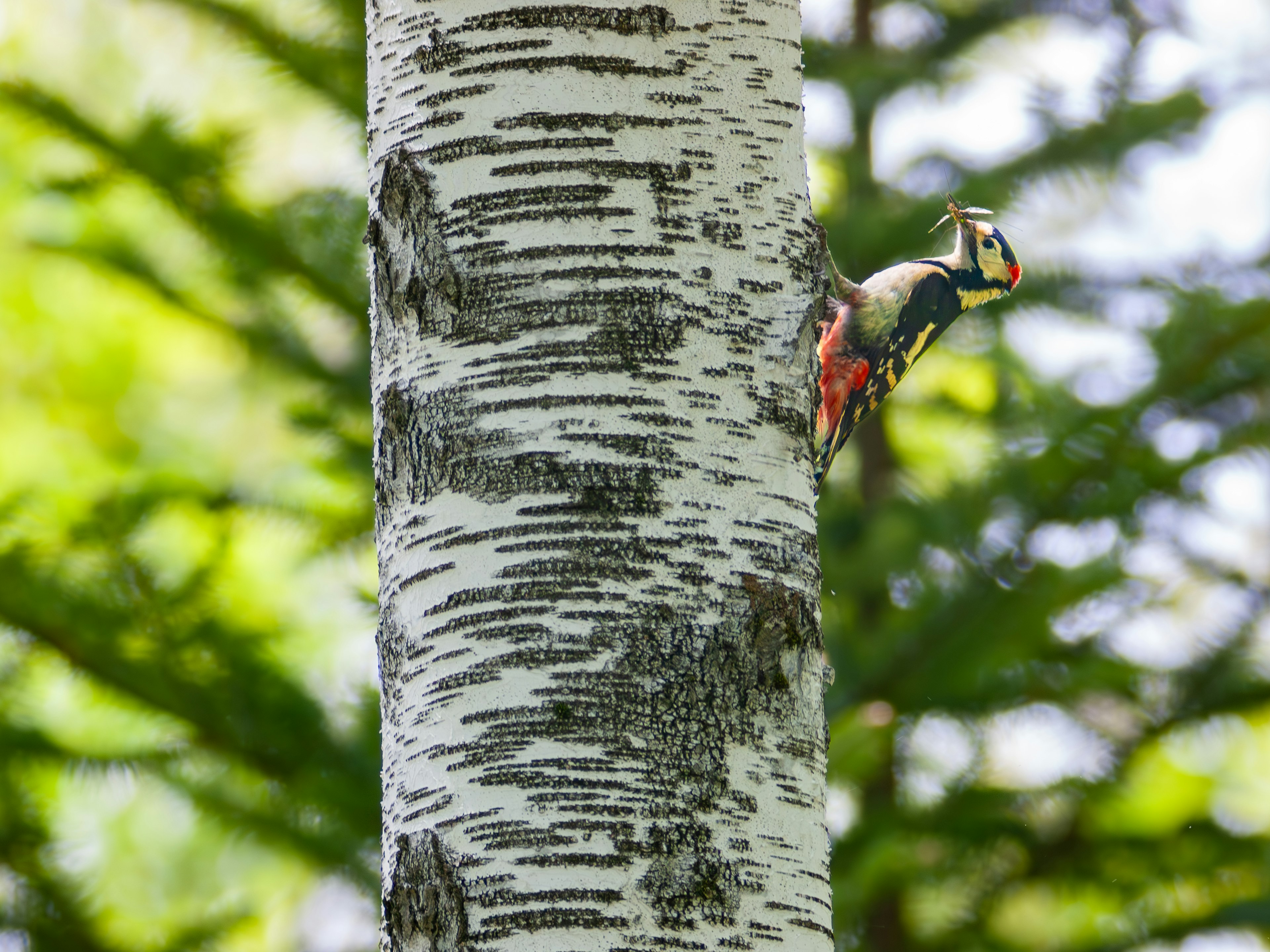 Vibrant woodpecker perched on a birch tree