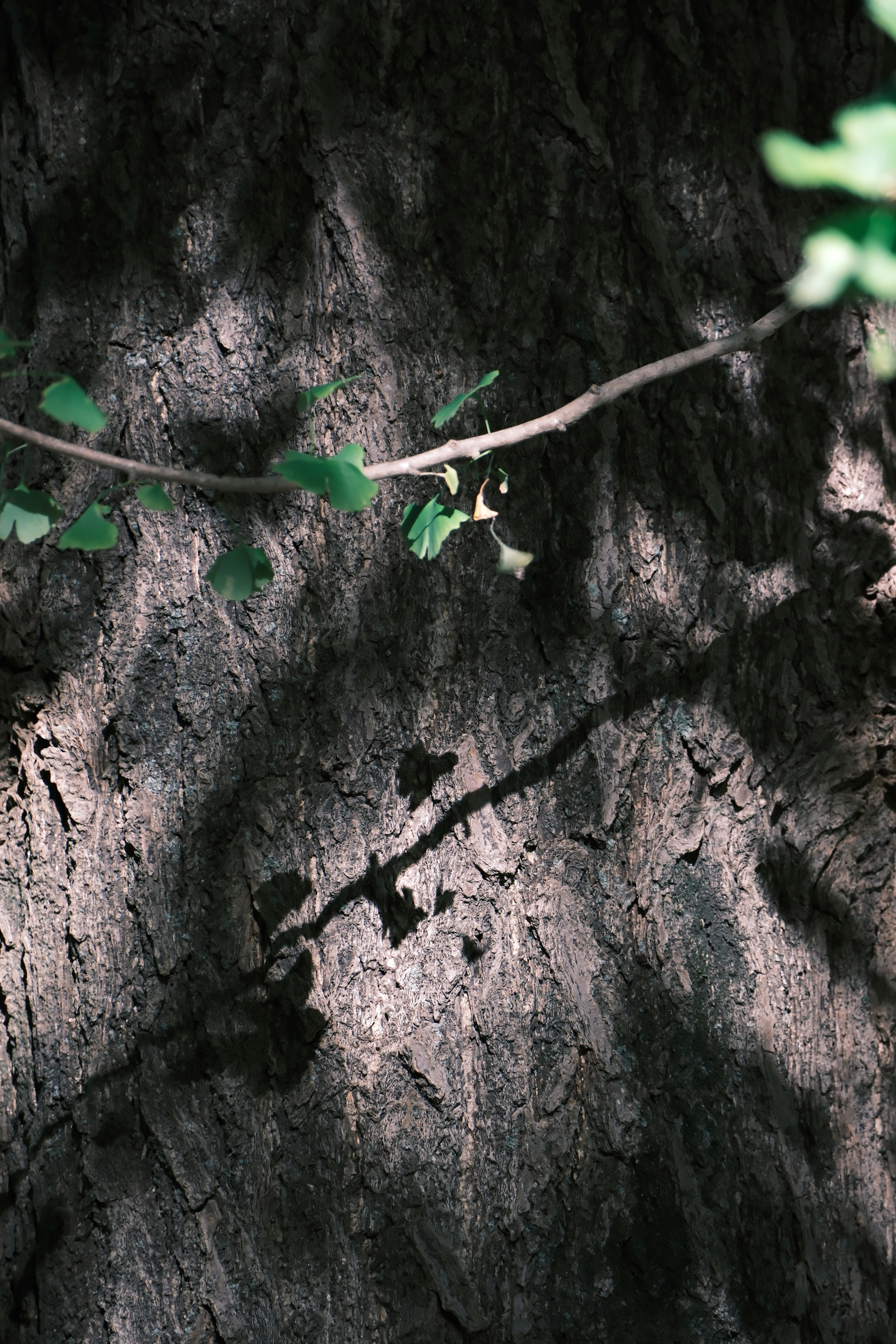 Vista detallada de un tronco de árbol con sombras de hojas verdes y ramas