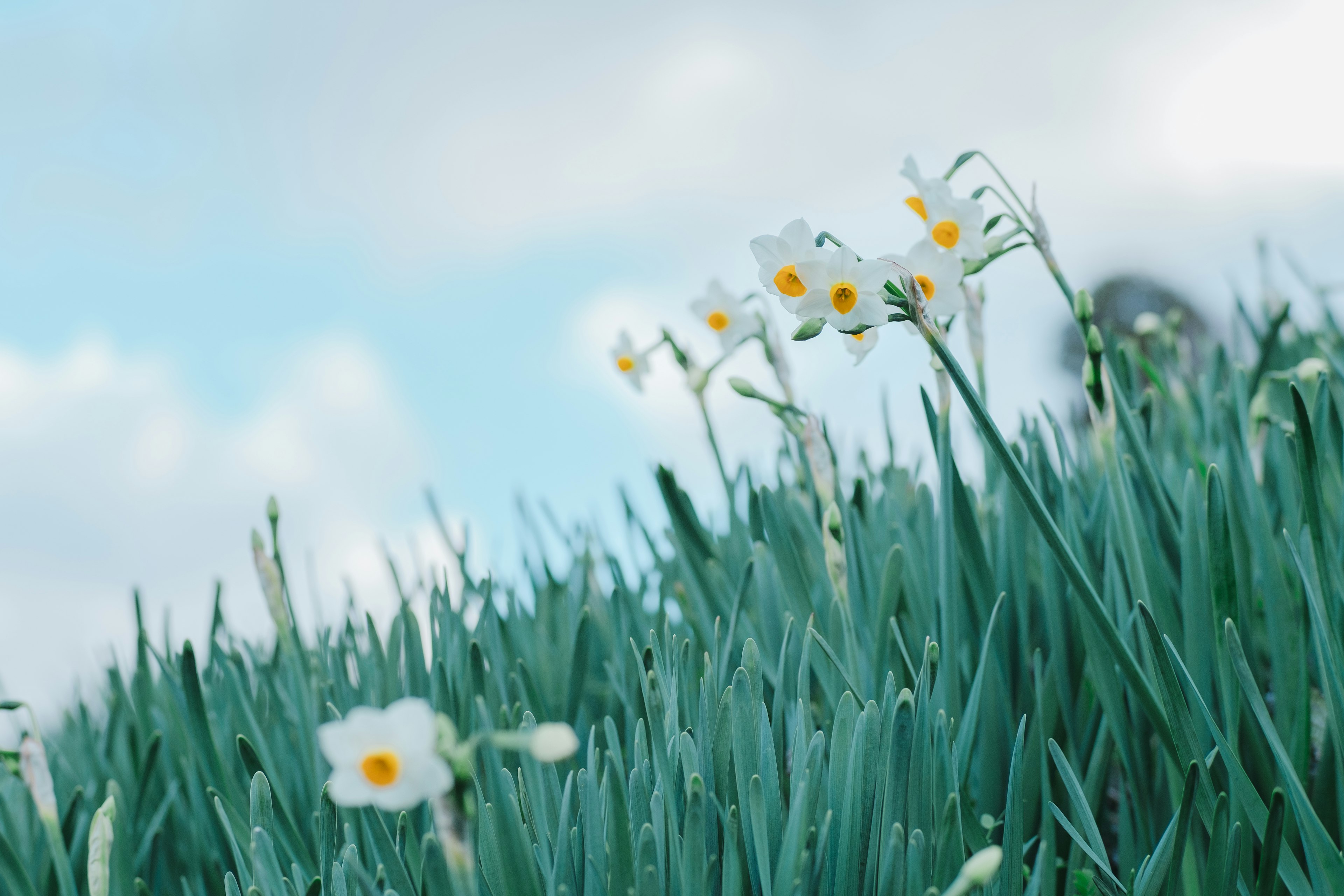 White daffodils blooming among green grass under a blue sky