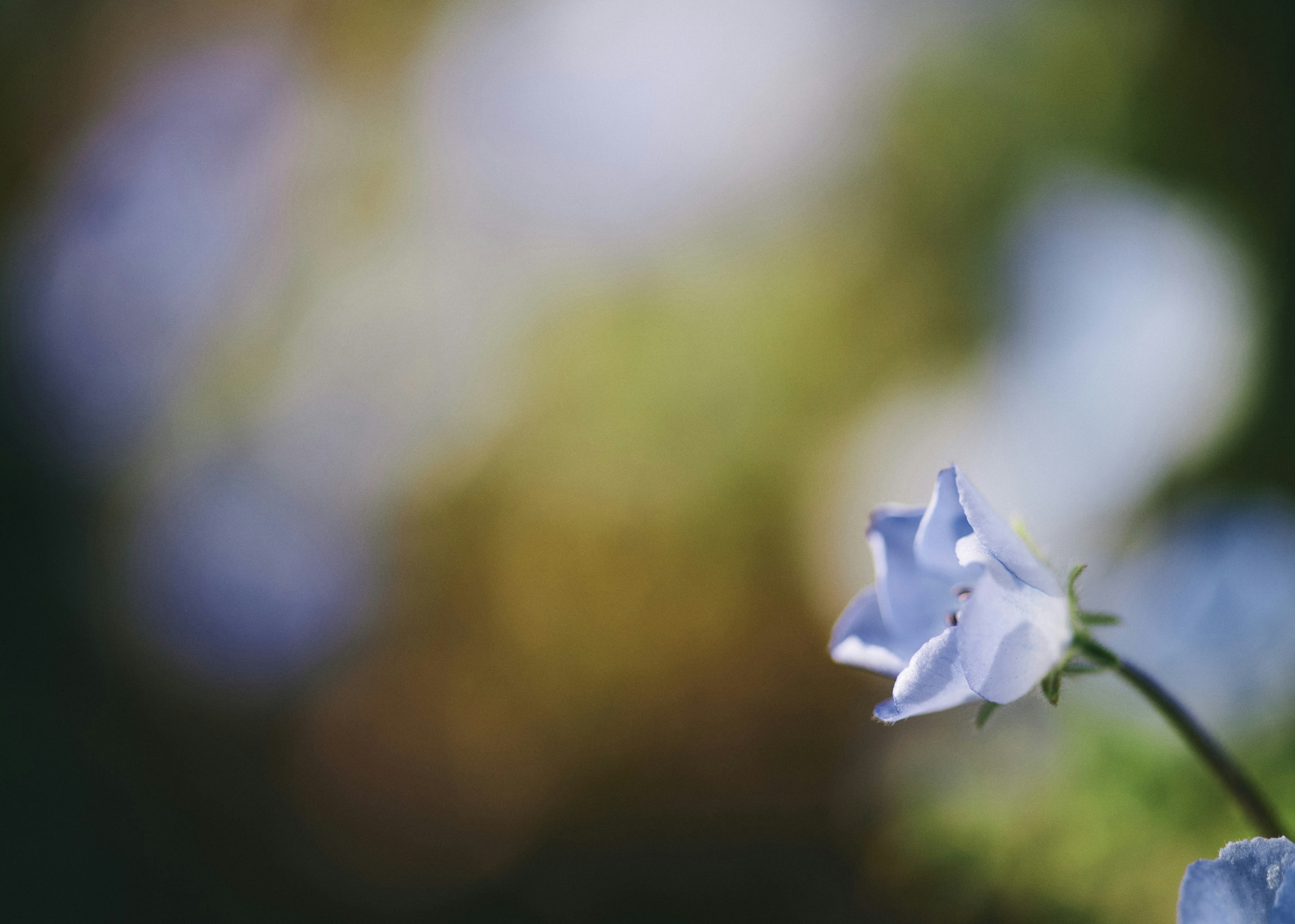 Nahaufnahme einer blauen Blume mit verschwommenem Hintergrund