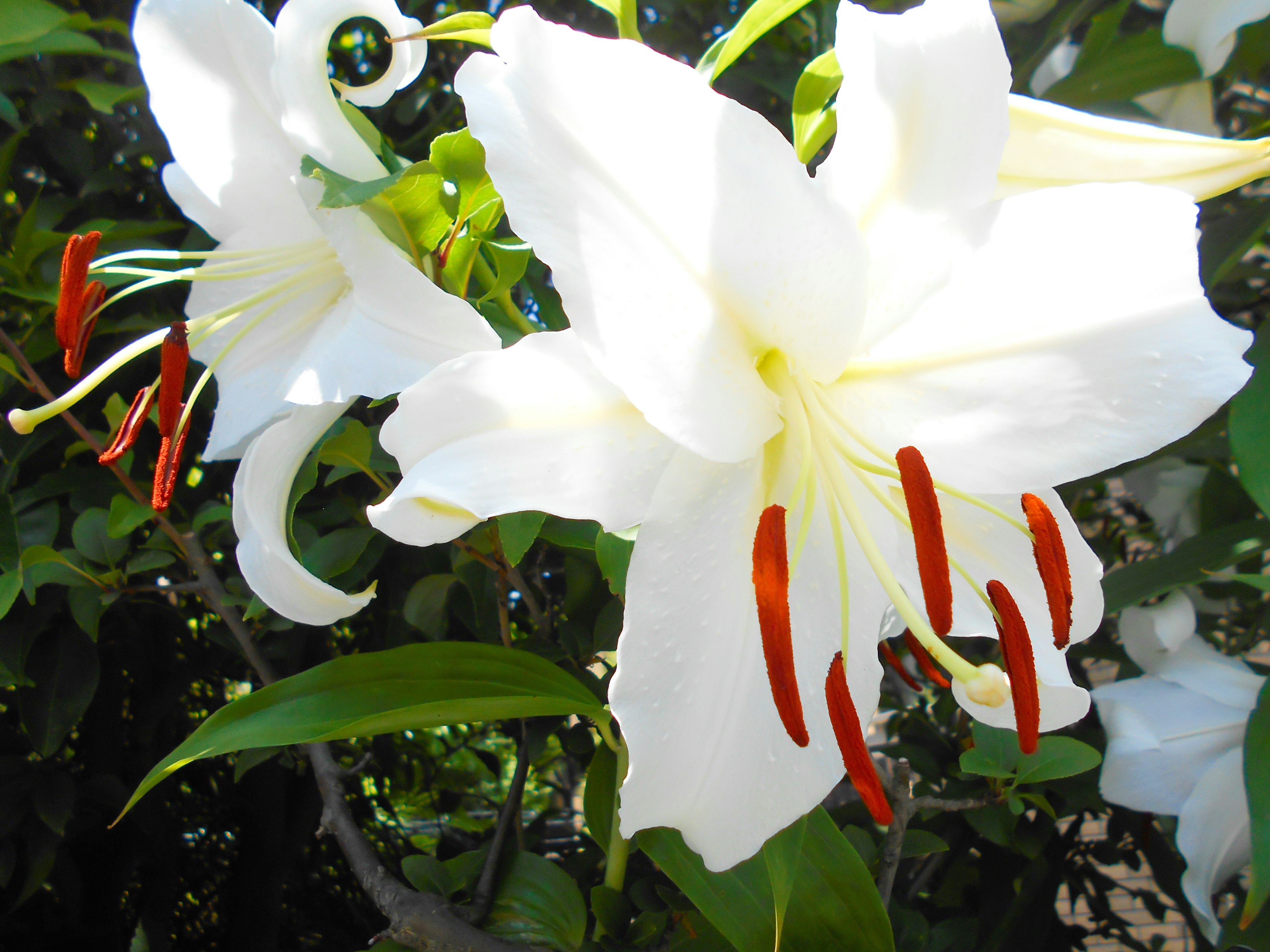 Close-up of white flowers with red stamens