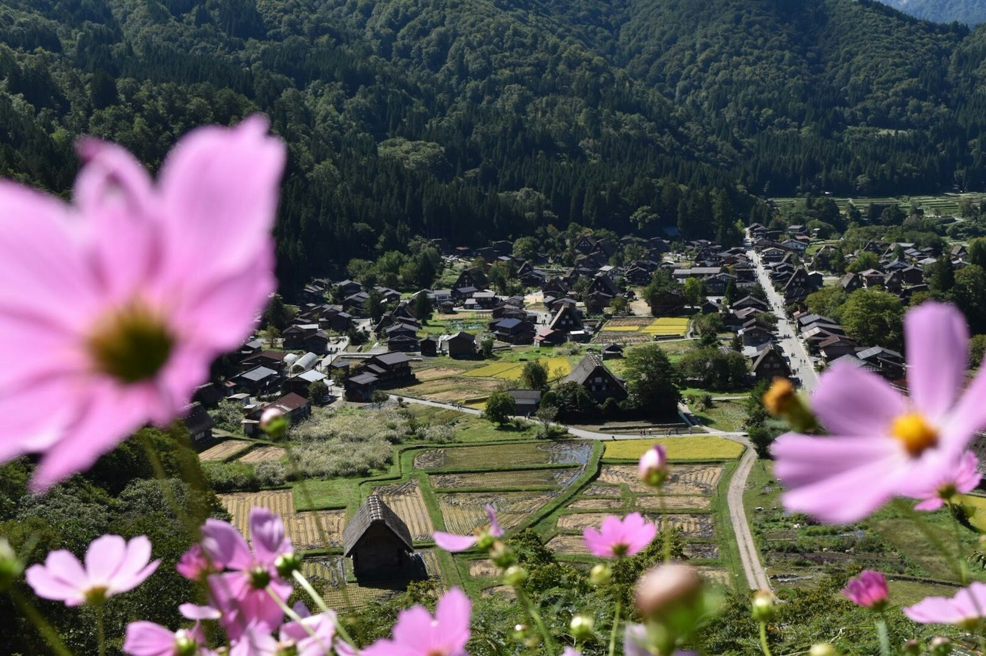 被群山環繞的村莊風景，前景有粉色花朵