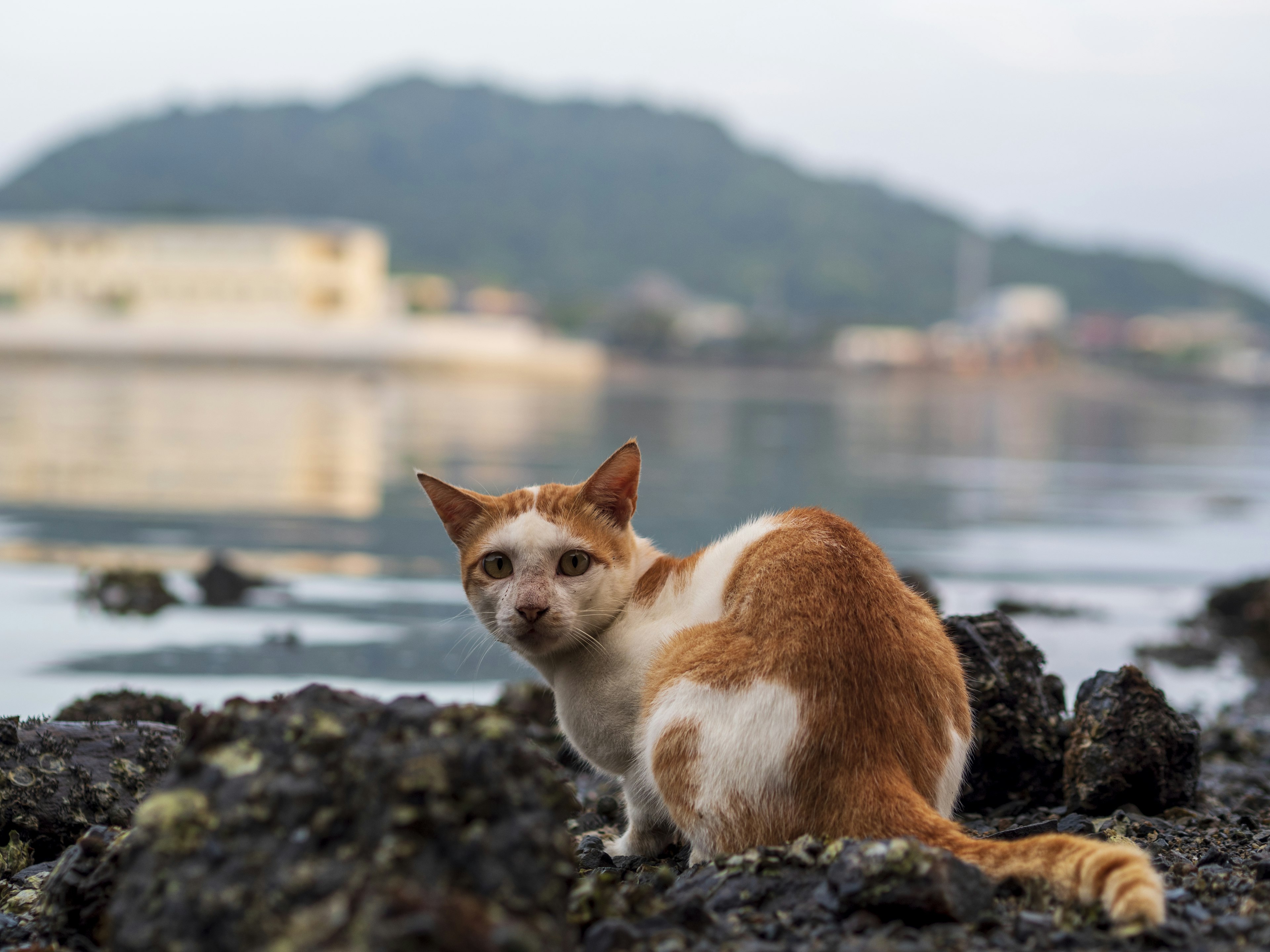 Gato naranja y blanco sentado sobre rocas junto al mar con agua tranquila y colinas al fondo