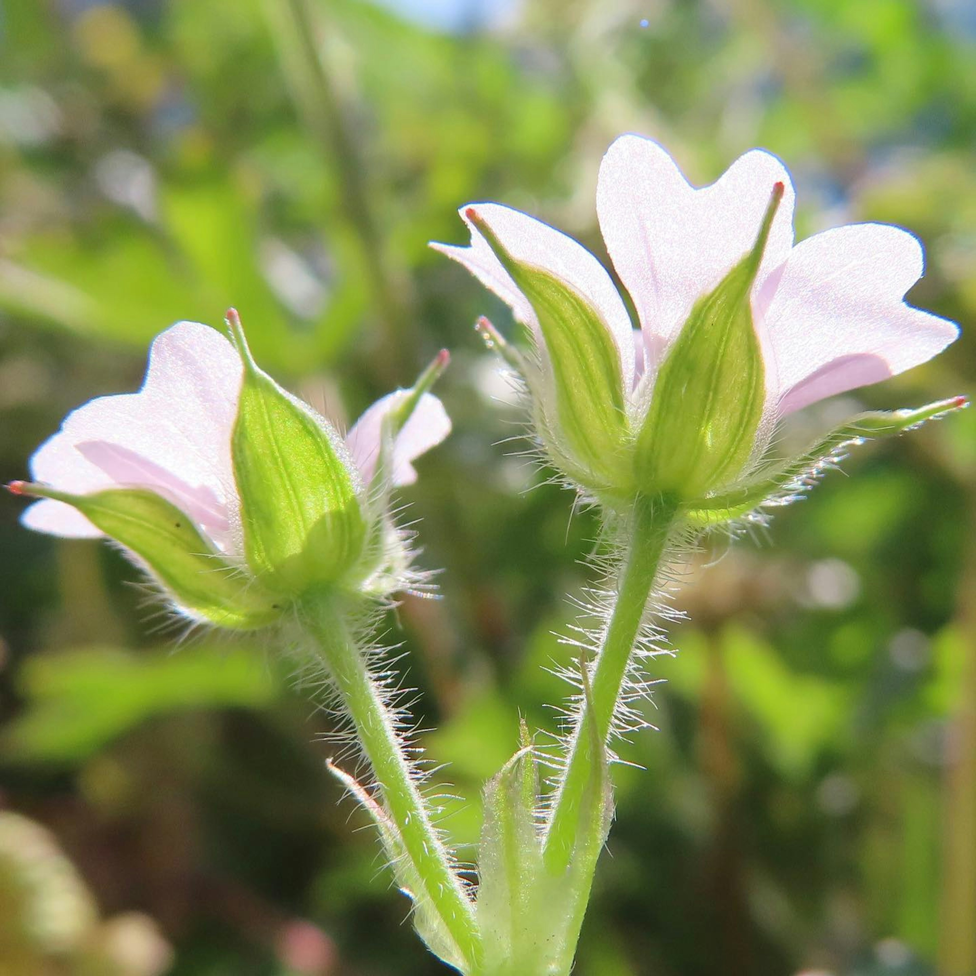 Close-up of delicate pink flowers on a plant with green background