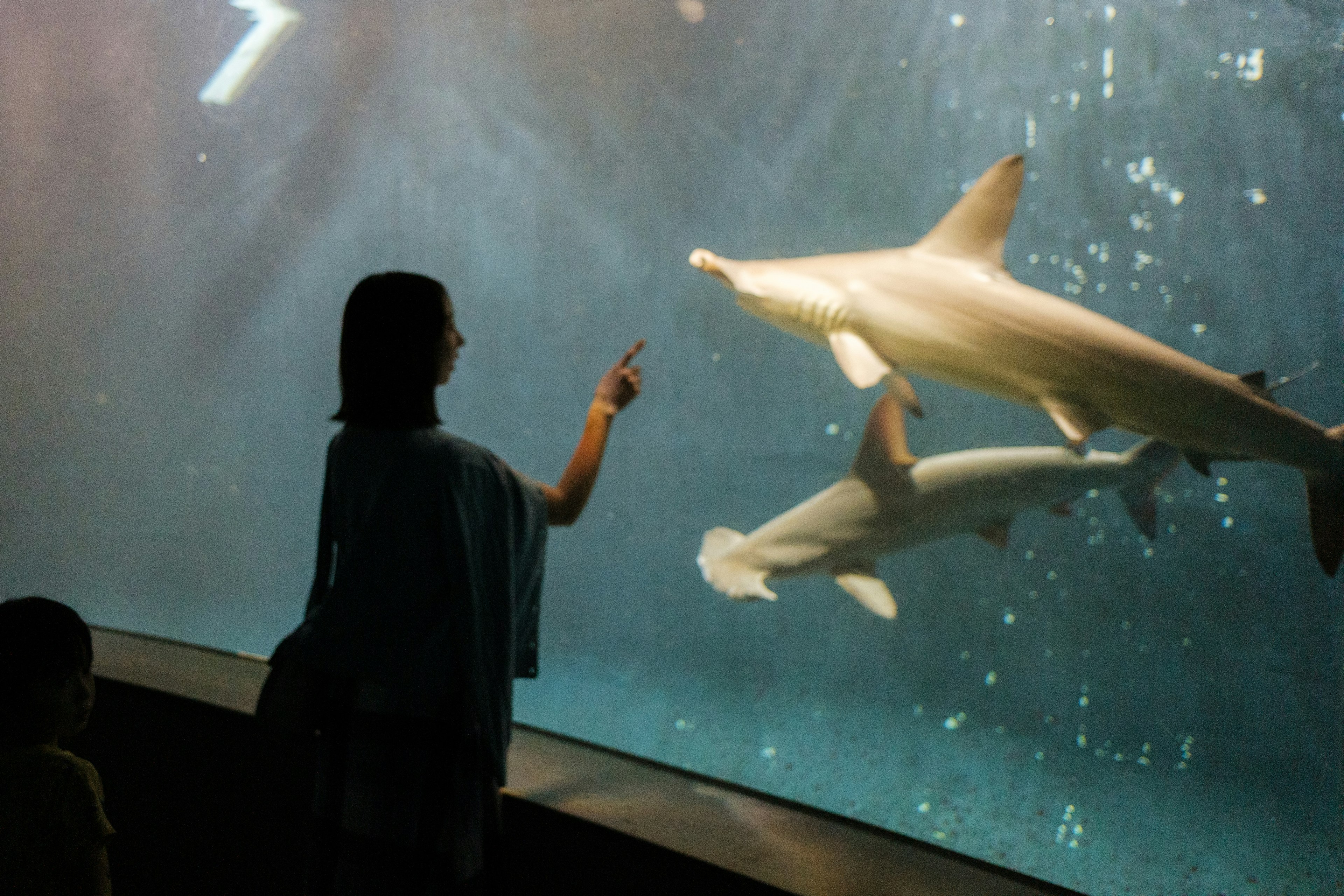 Child pointing at sharks in an aquarium