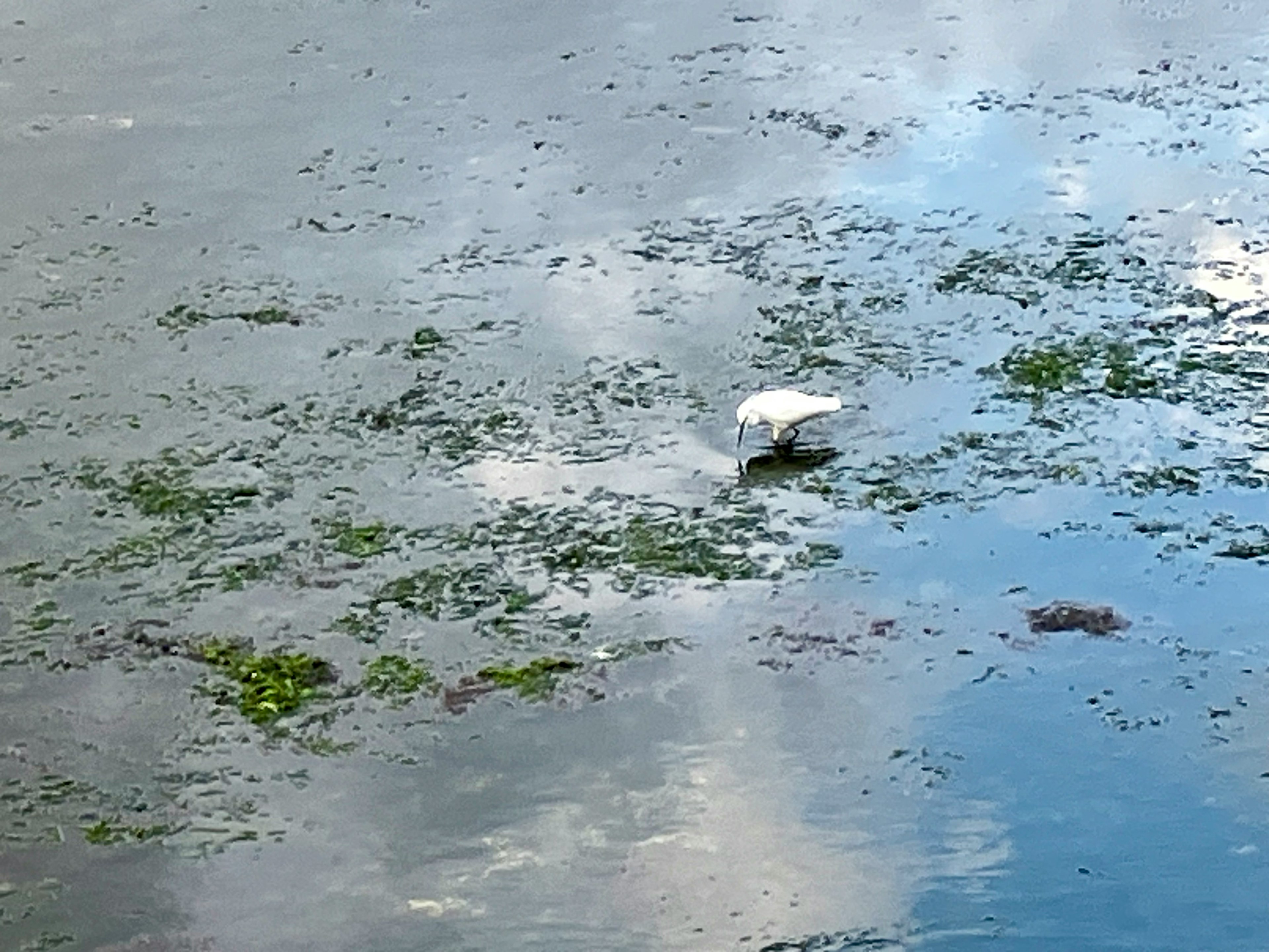 水面に立つ白い鳥と藻が広がる風景