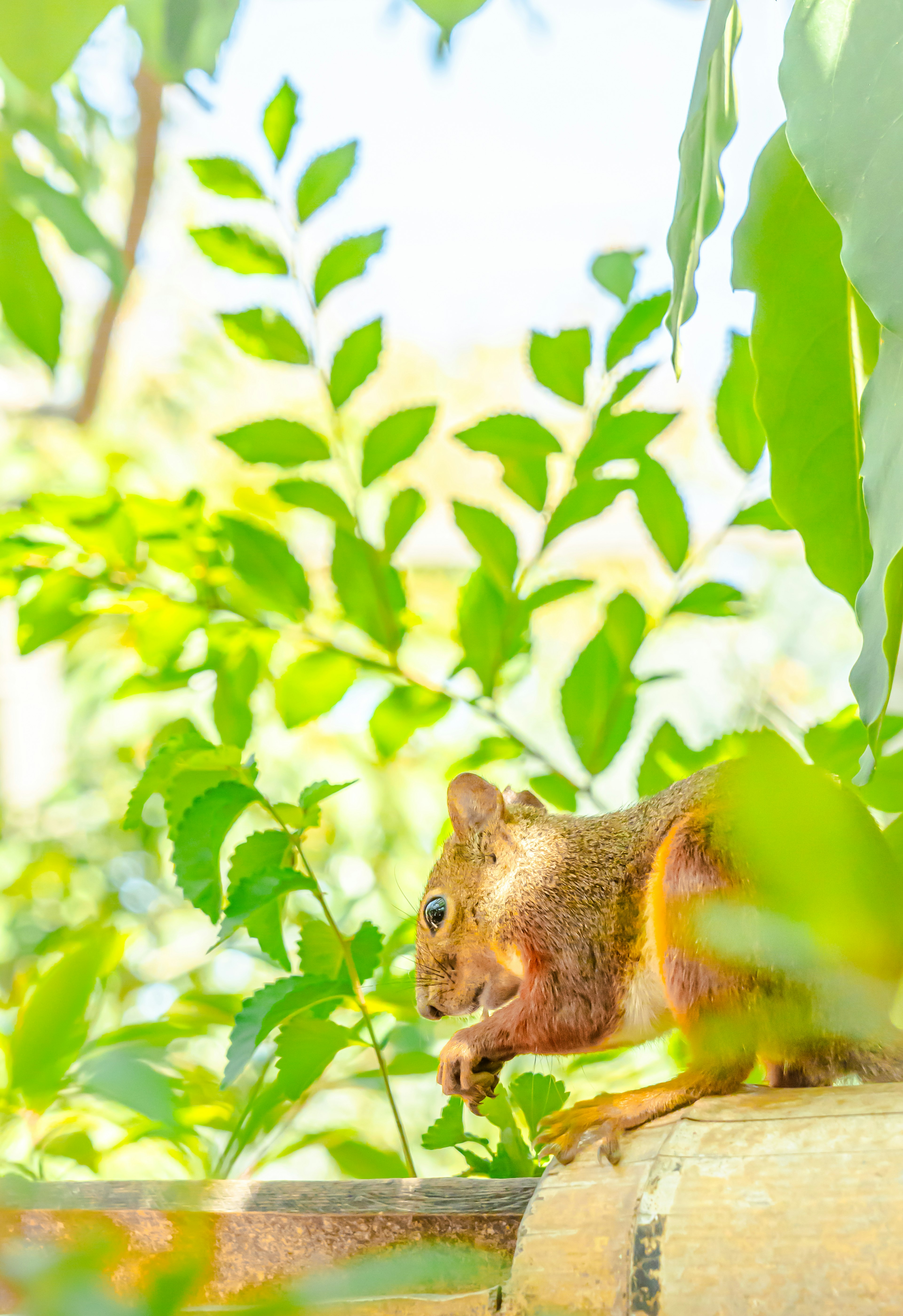 Eichhörnchen, das eine Nuss zwischen grünen Blättern isst