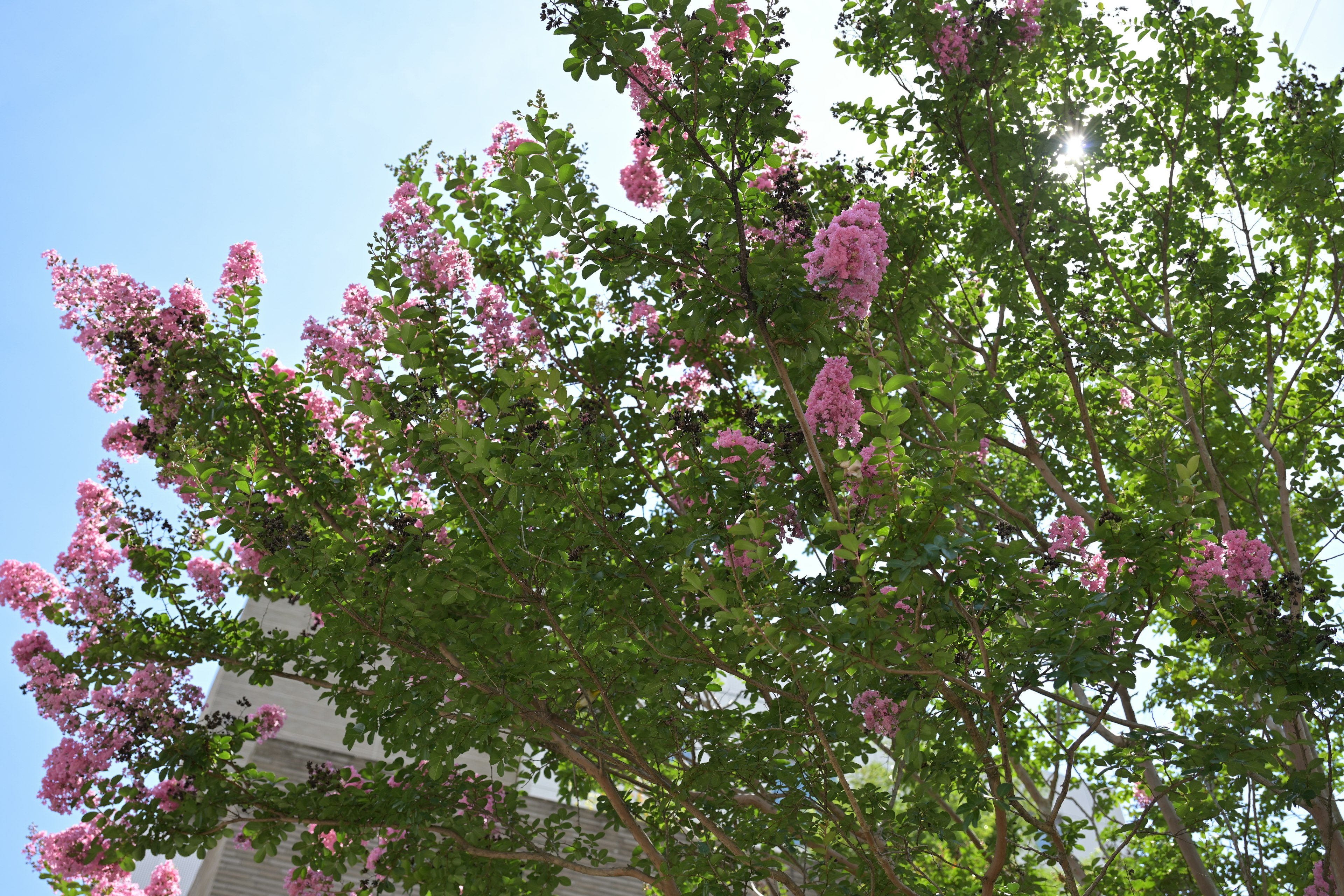 View looking up at a tree with pink flowers and green leaves