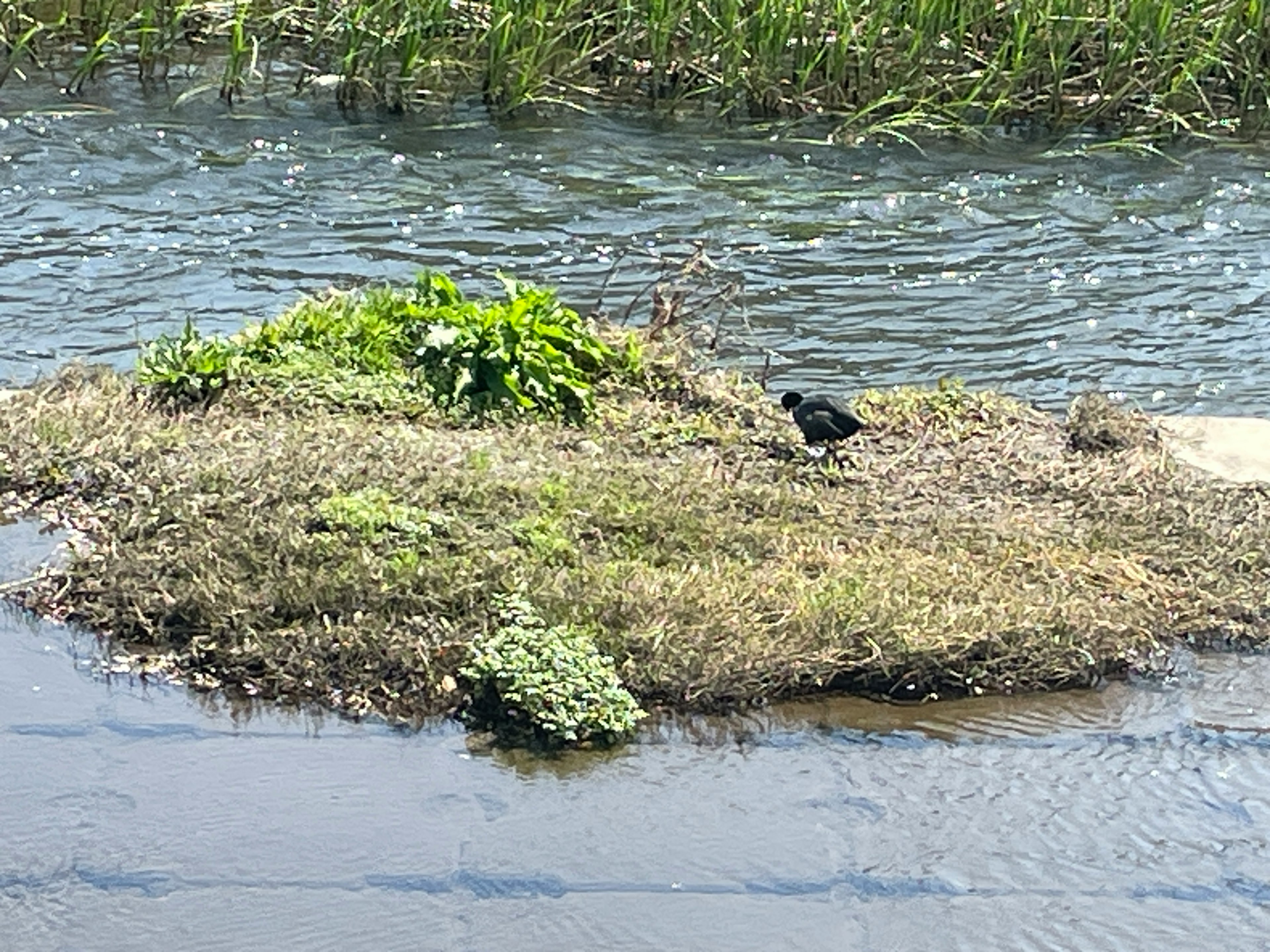 Une petite île avec des plantes vertes et un animal noir près de l'eau