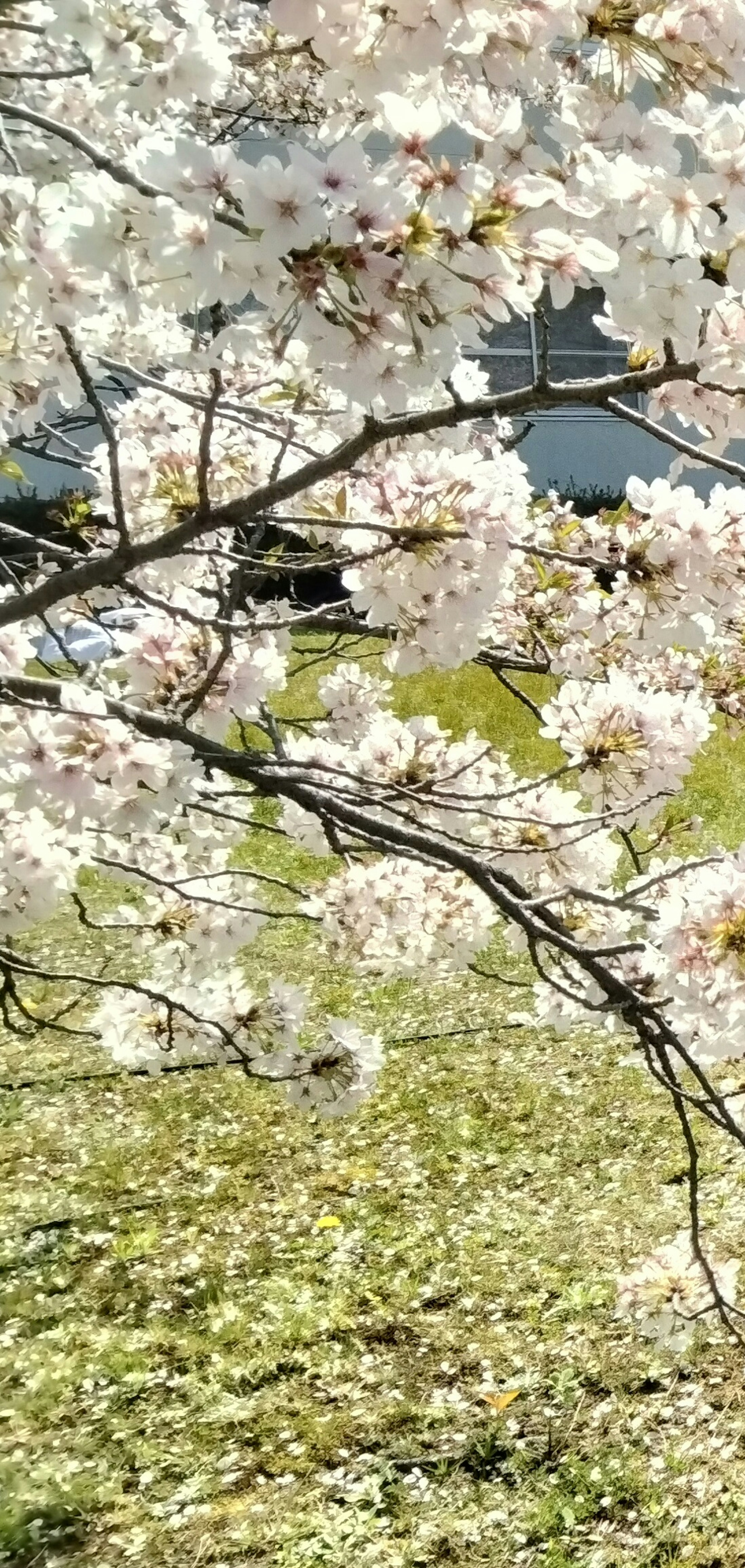 Acercamiento de ramas de cerezo en flor con flores blancas y césped verde de fondo