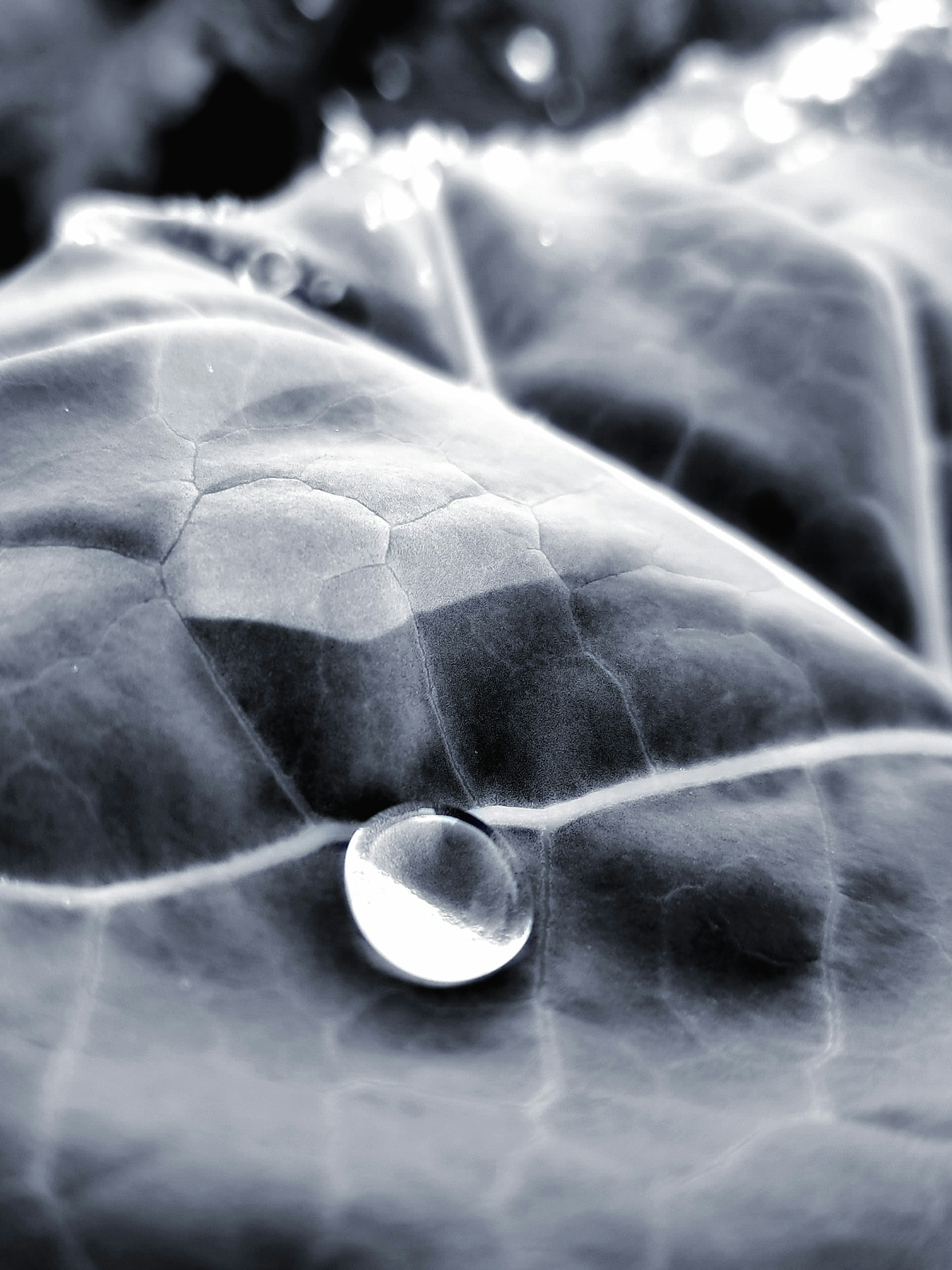 Close-up of a water droplet on a leaf in monochrome