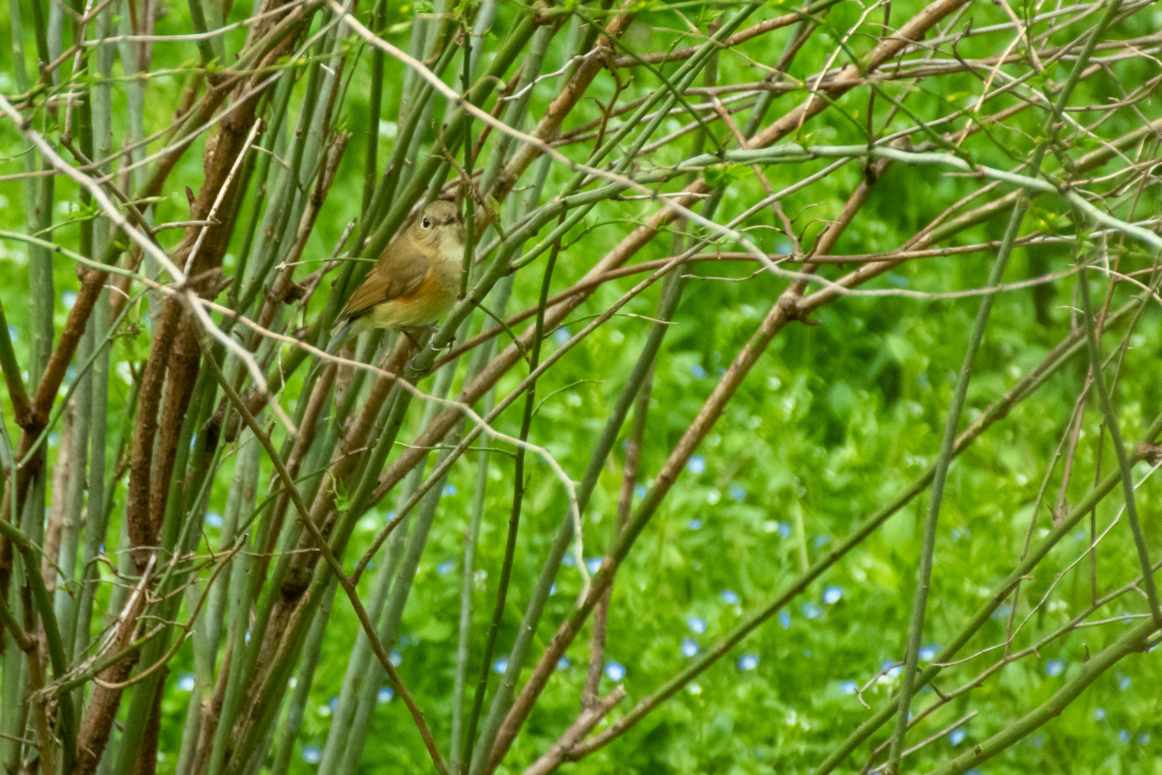 Ein kleiner Vogel, der zwischen dünnen Ästen mit grünem Hintergrund versteckt ist