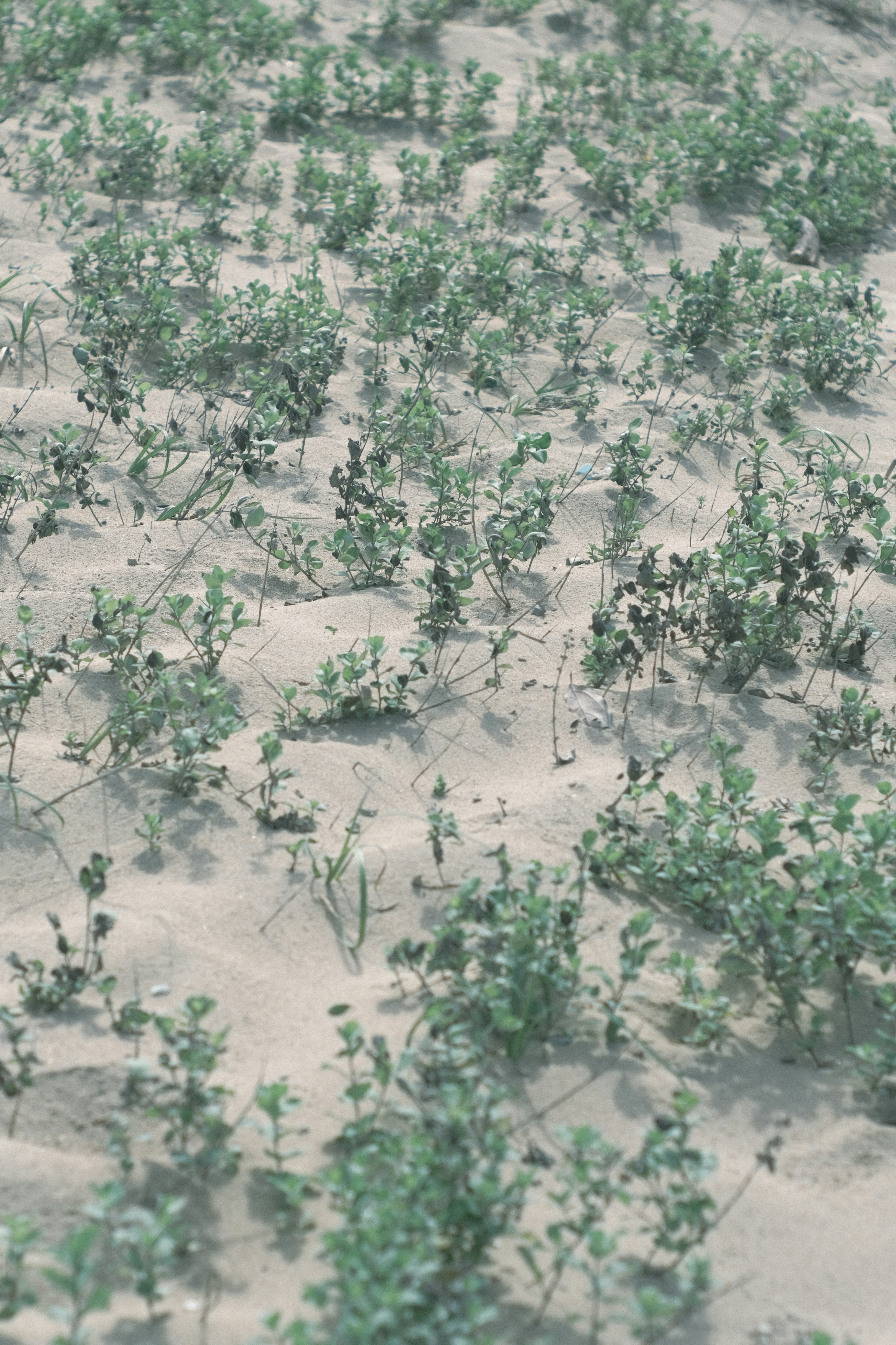 Green plants growing on sandy soil