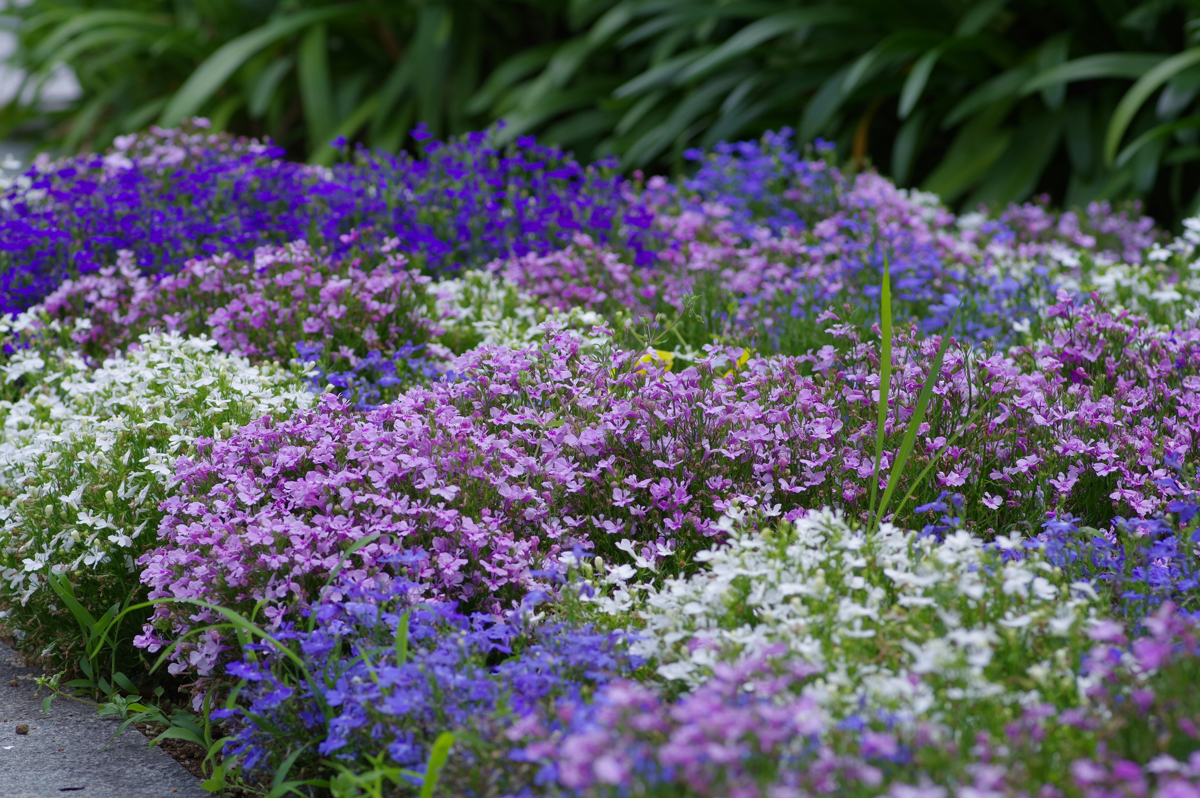 Massif de jardin coloré avec des fleurs violettes et blanches