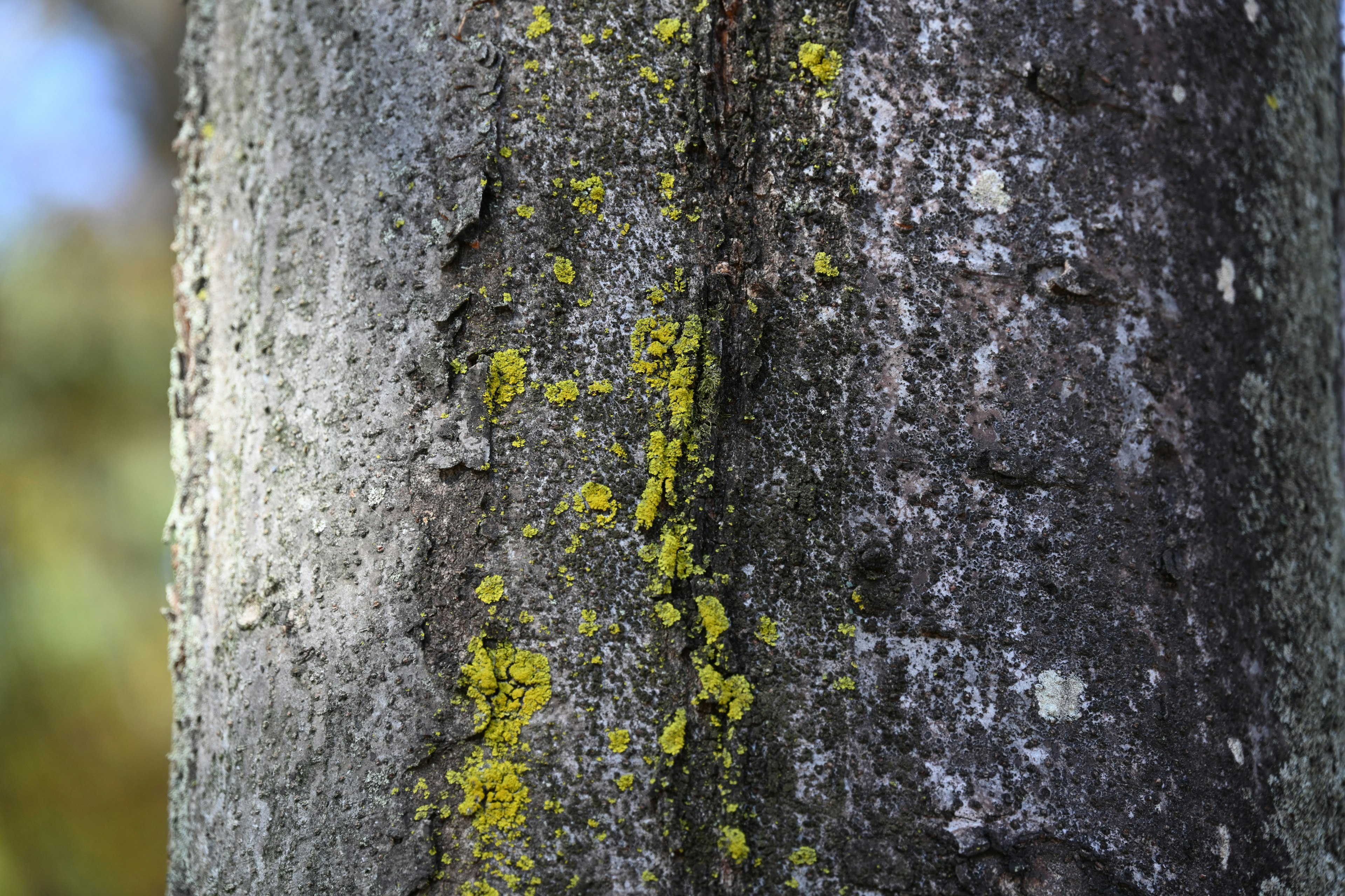 Close-up of a tree trunk showing yellow lichen and moss