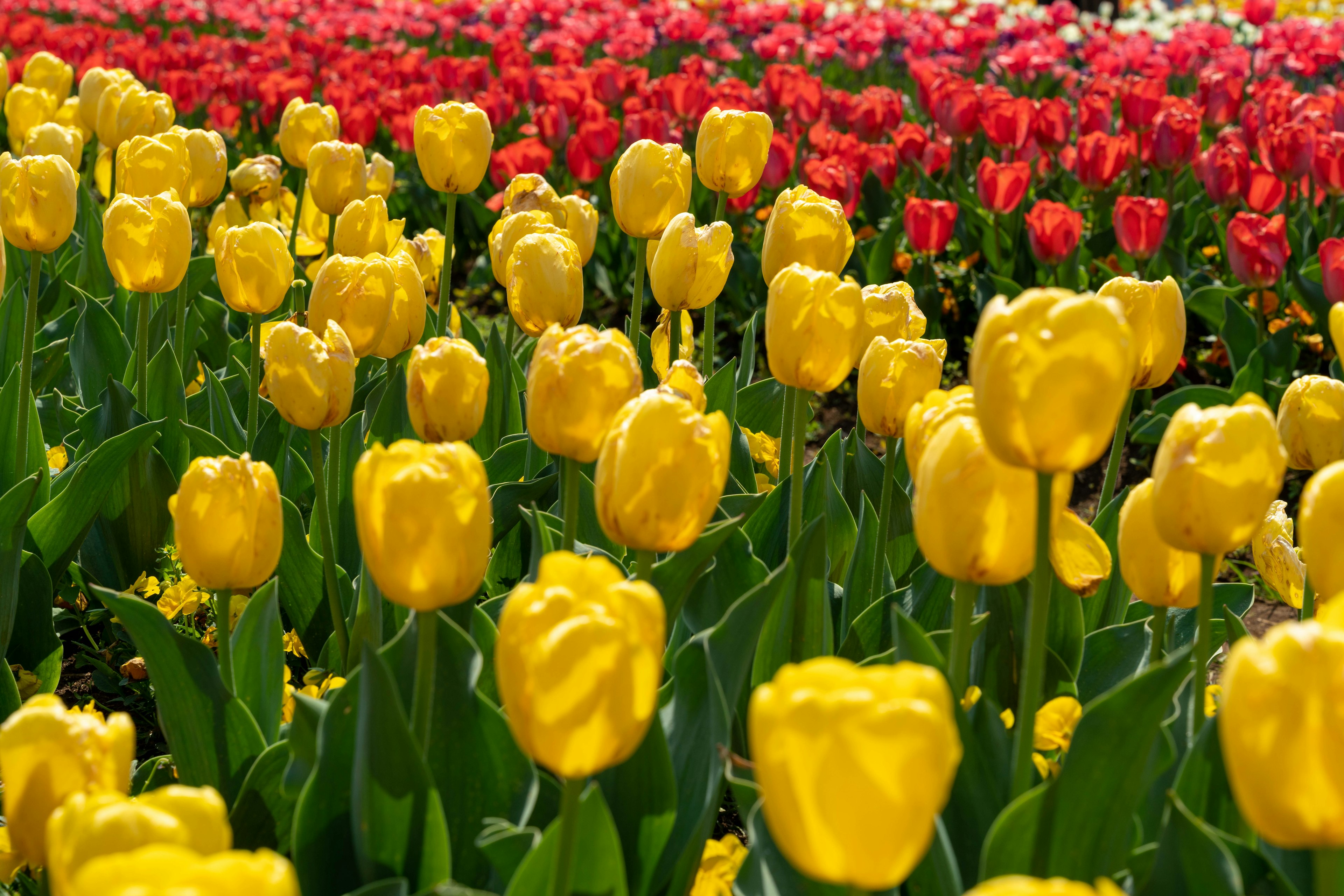 Taman yang penuh dengan tulip mekar bunga kuning dan merah yang cerah