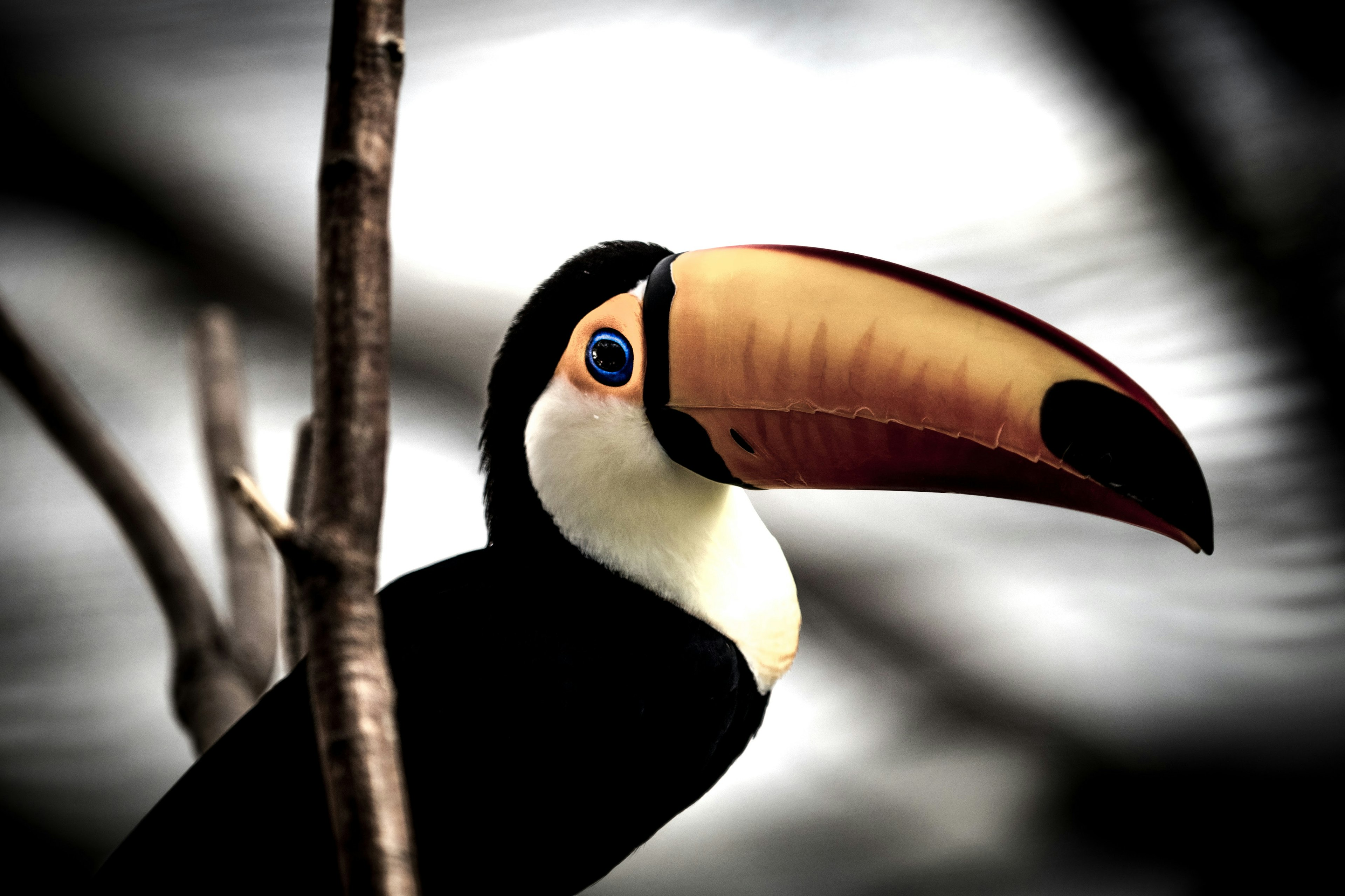 Profil burung toucan dengan paruh besar