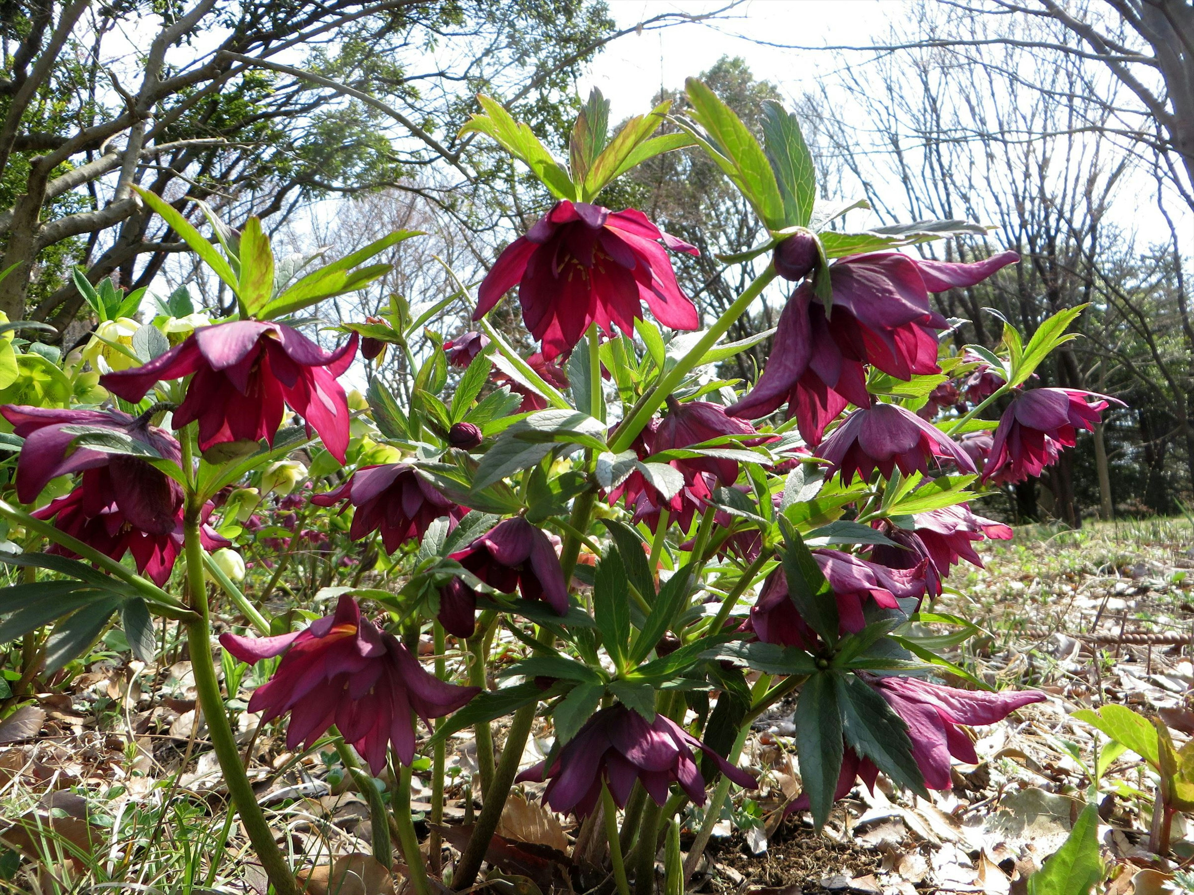 Gruppo di fiori di elleboro viola in un giardino