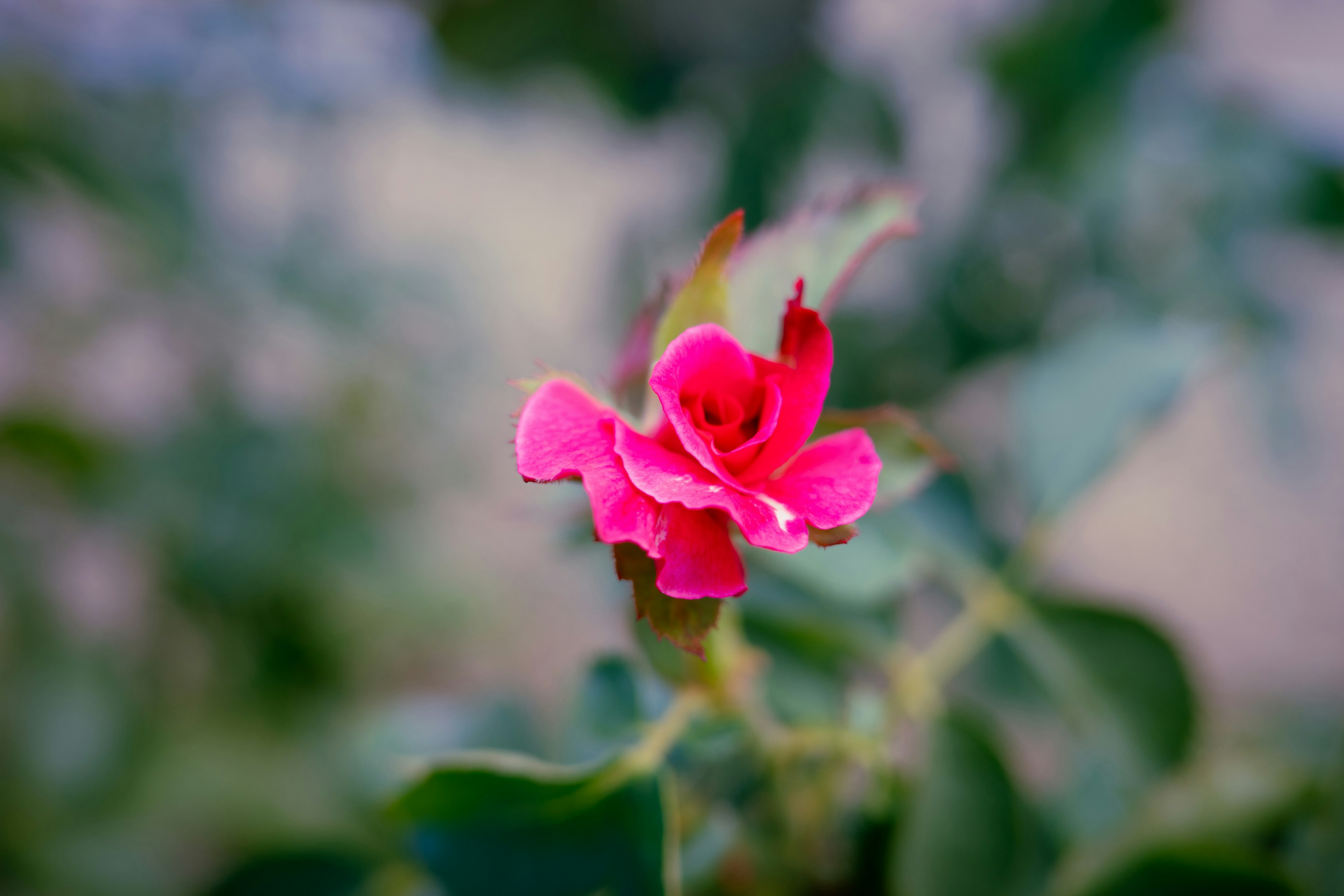 Une fleur rose vibrante entourée de feuilles vertes