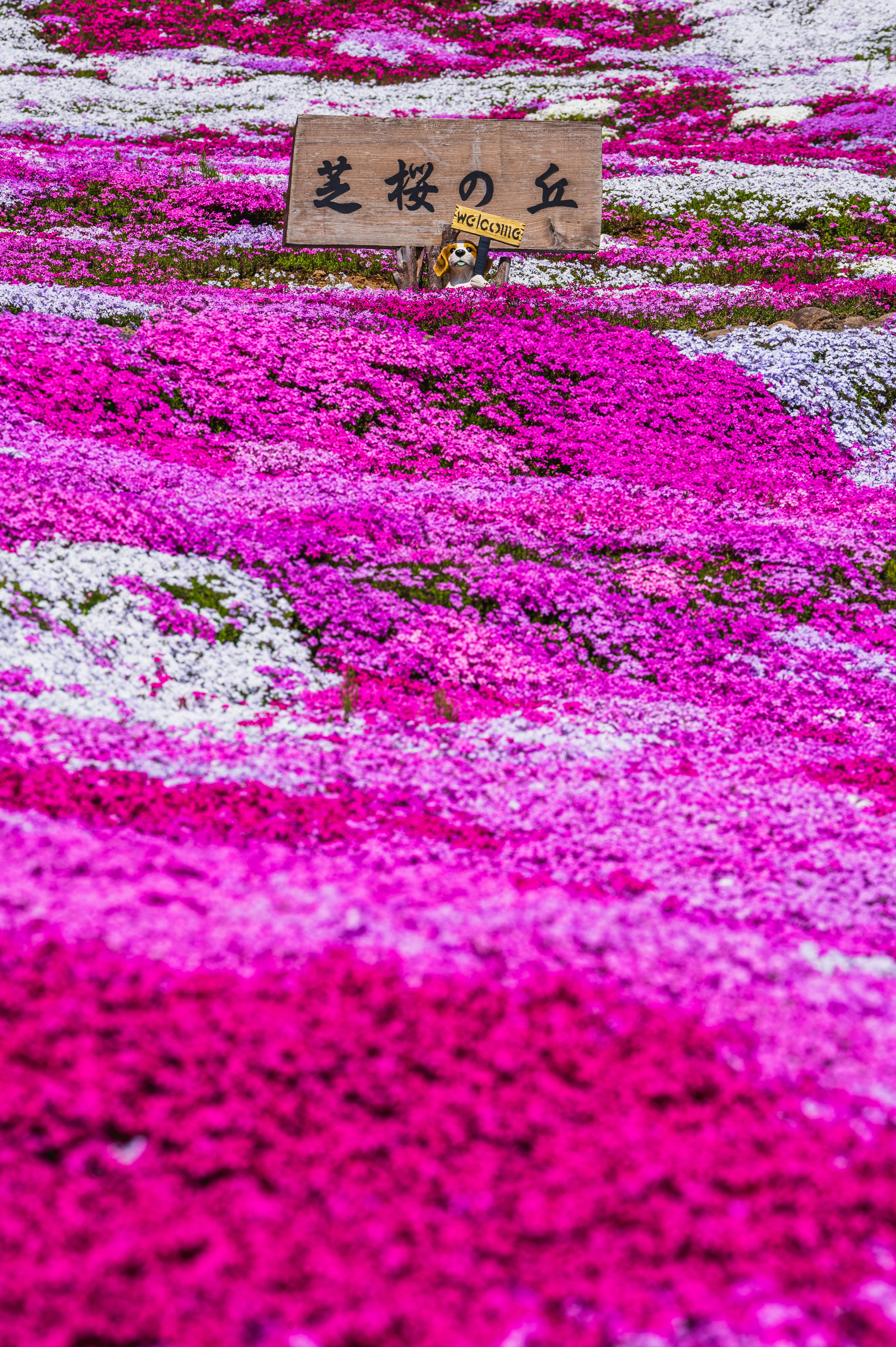 美しいピンクと白の花が広がる風景と標識