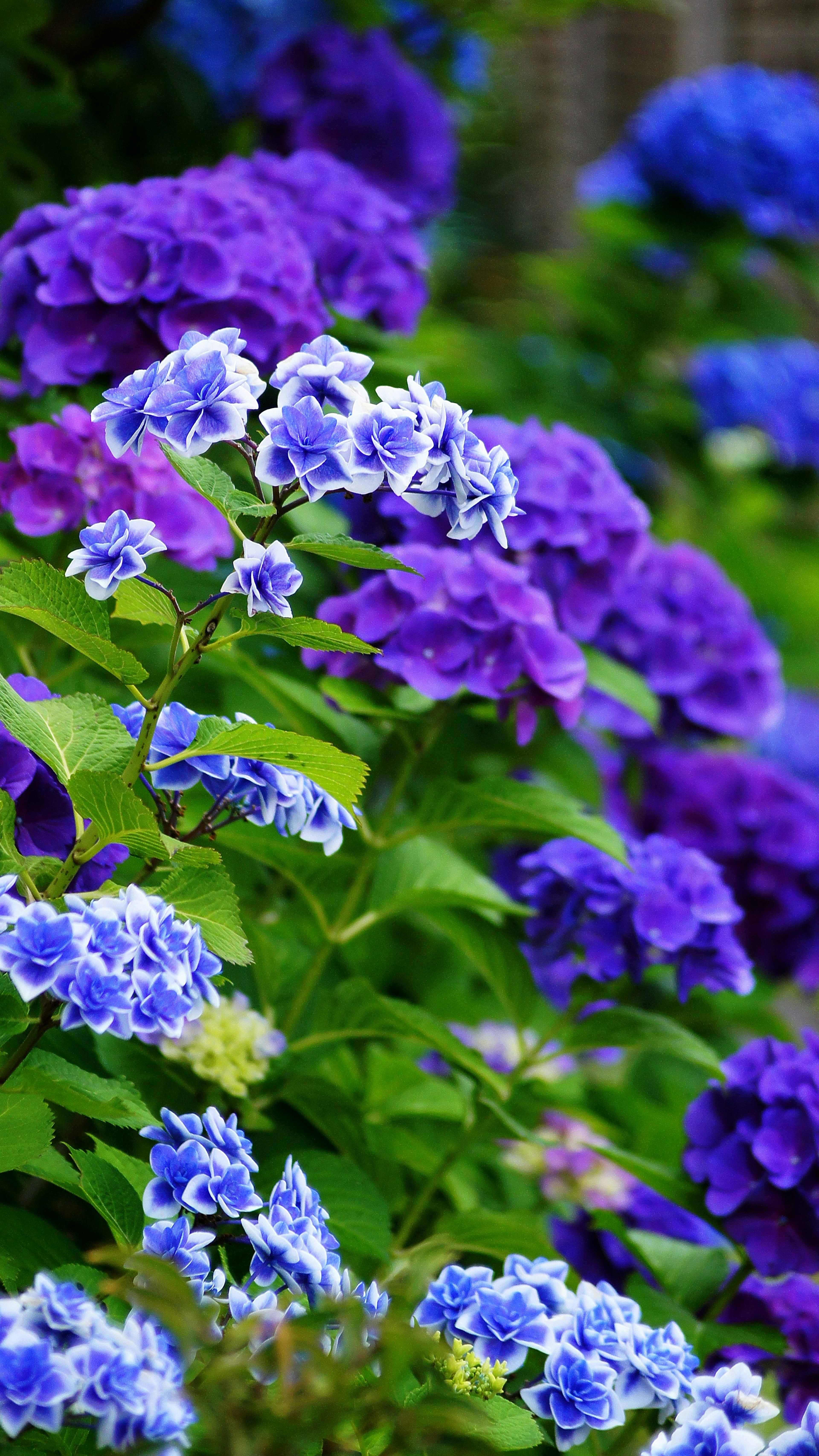 Nahaufnahme von schönen Blumen in lila und weißen Farbtönen