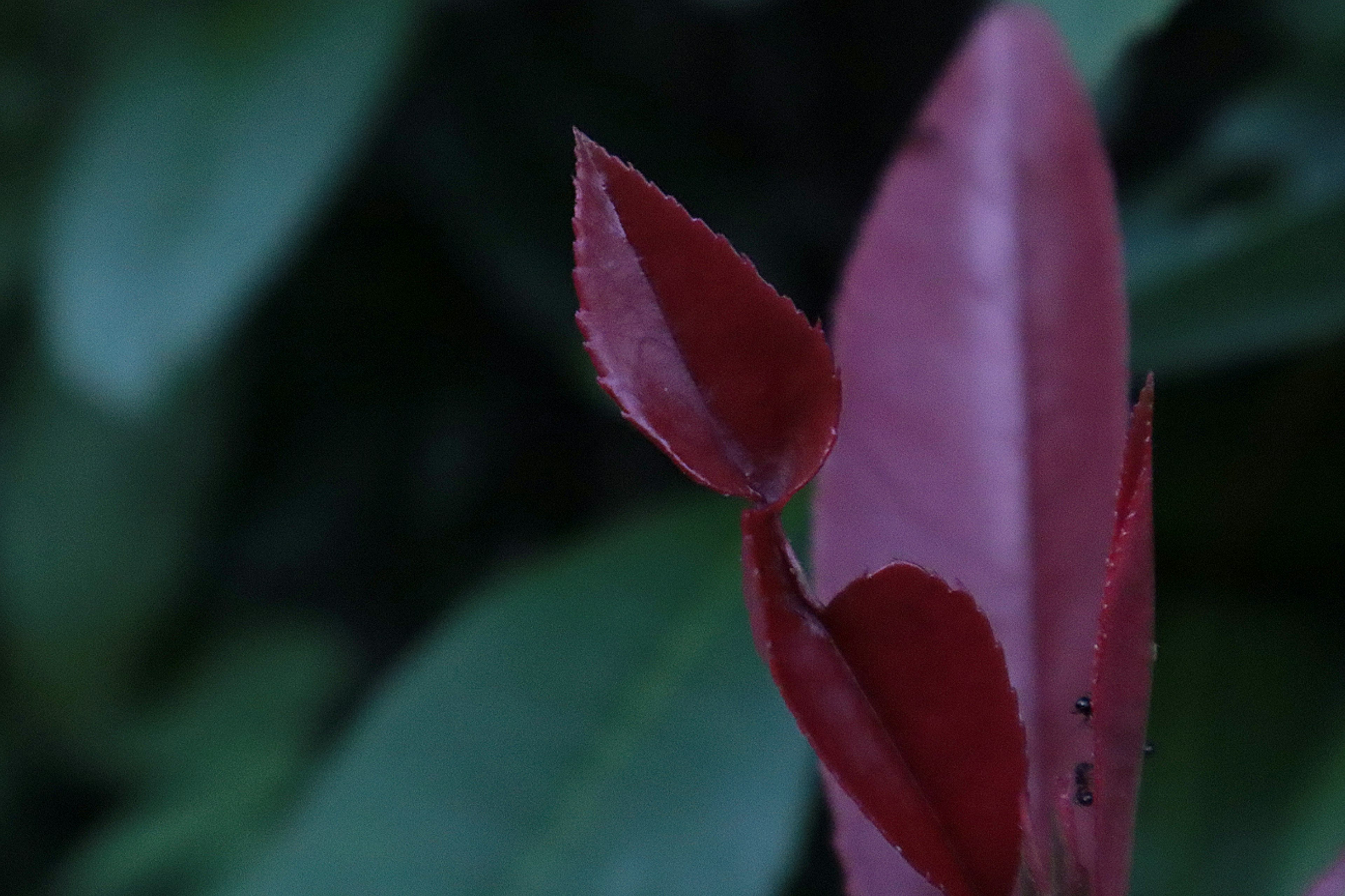 Daun baru merah muncul di antara dedaunan hijau