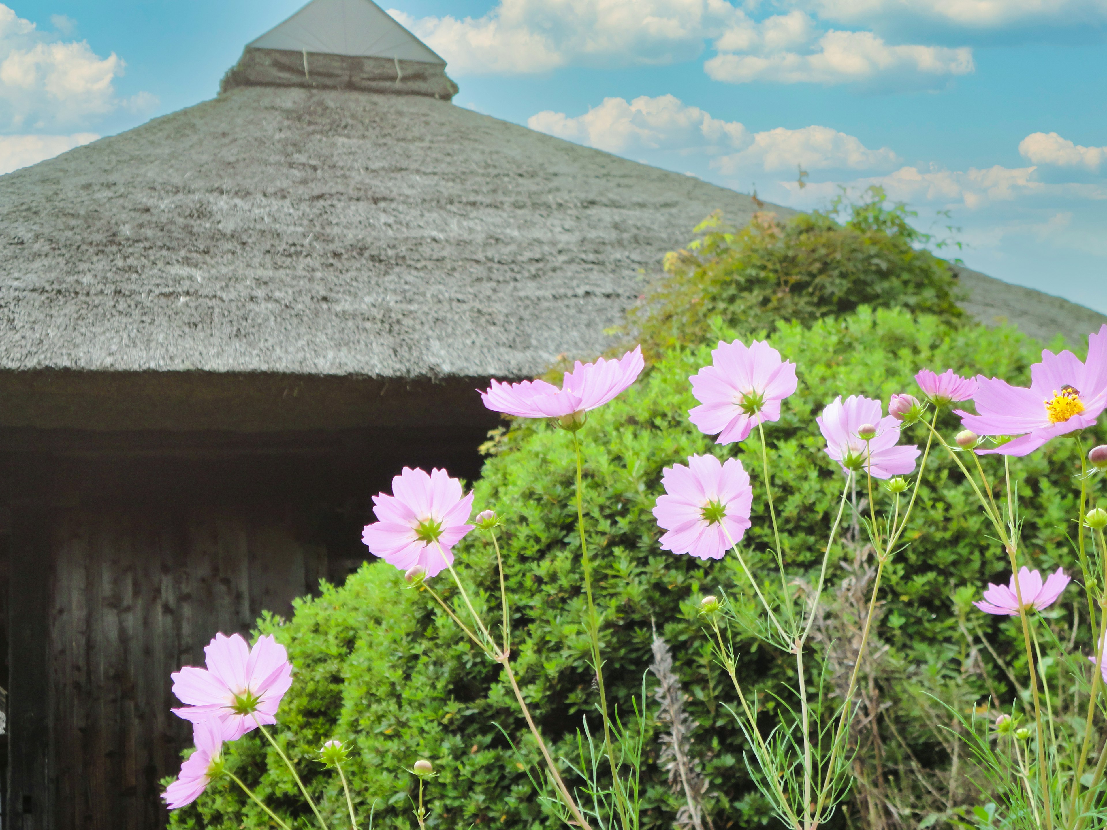 Thatched-roof hut surrounded by blooming pink cosmos flowers